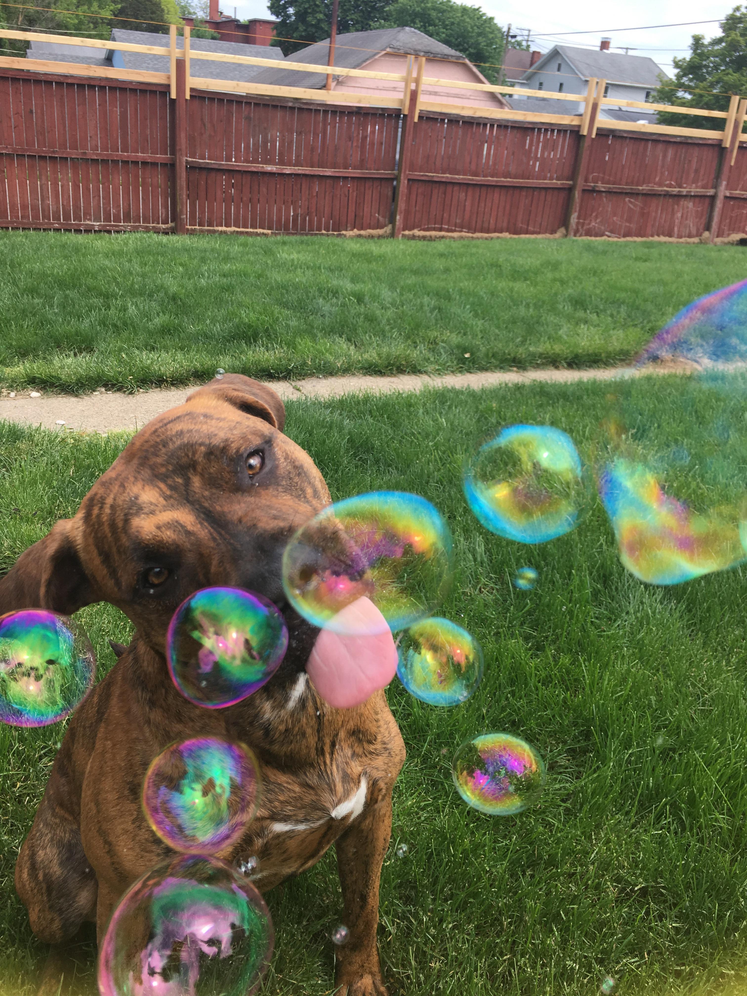 I took a picture of my dog eating bubbles. Well, like 50 pictures. Here