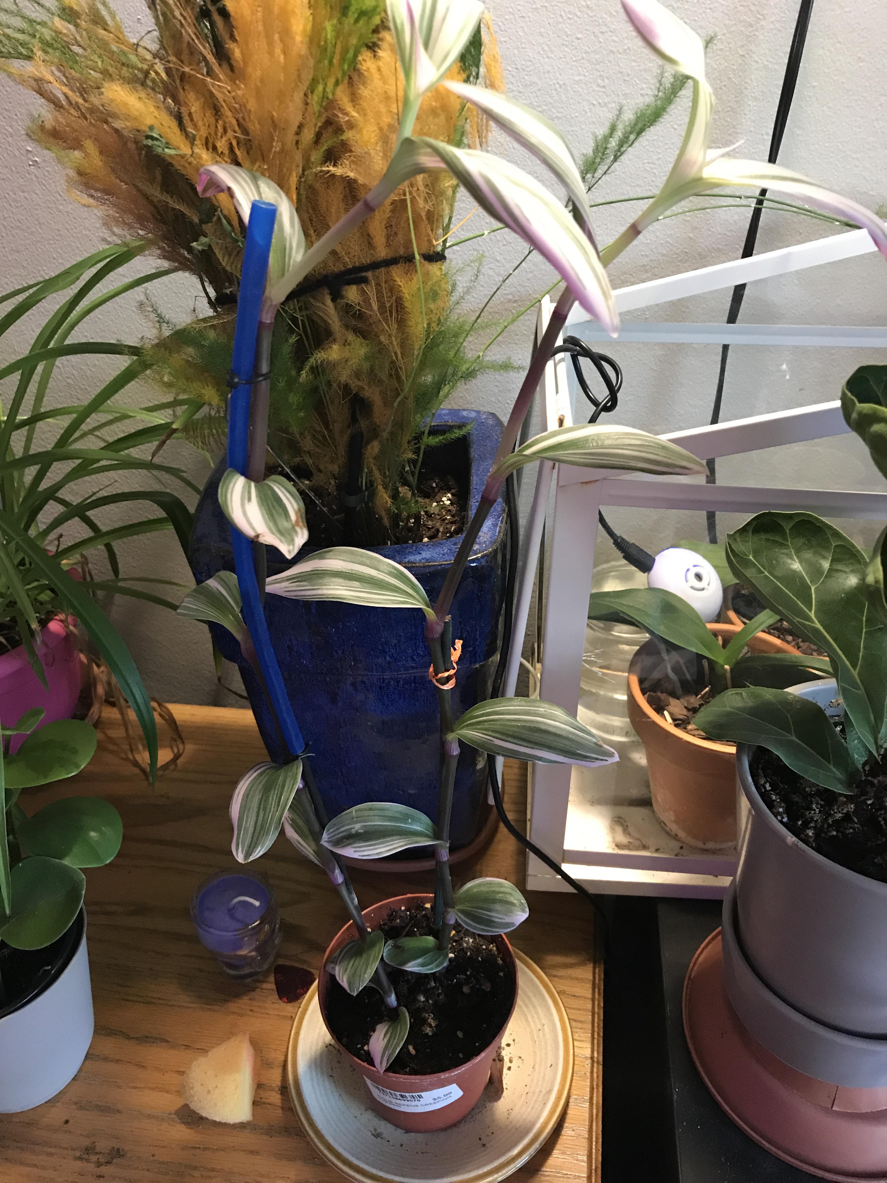 How to encourage plant to grow horizontally instead of vertically? r