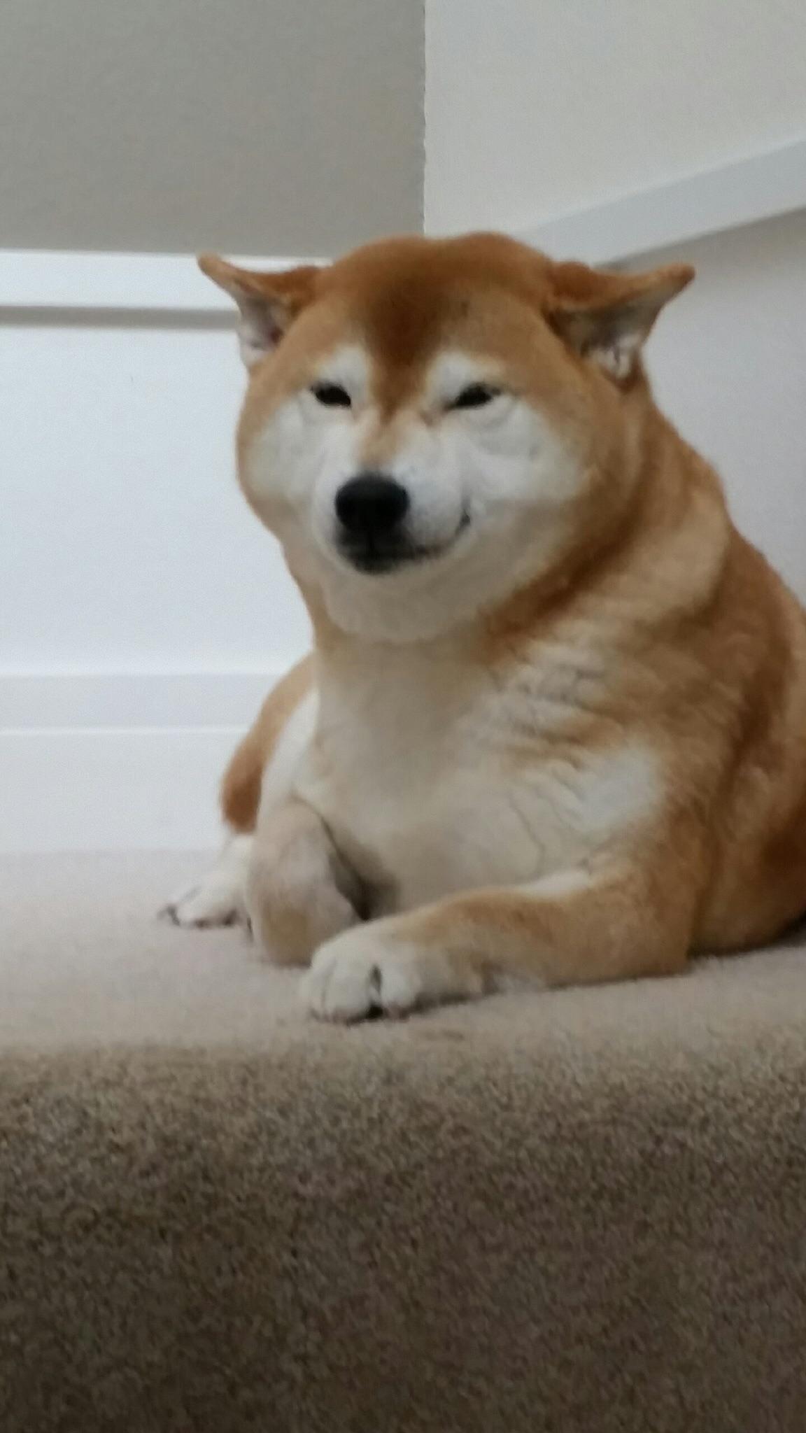 Airplane Ears Shiba