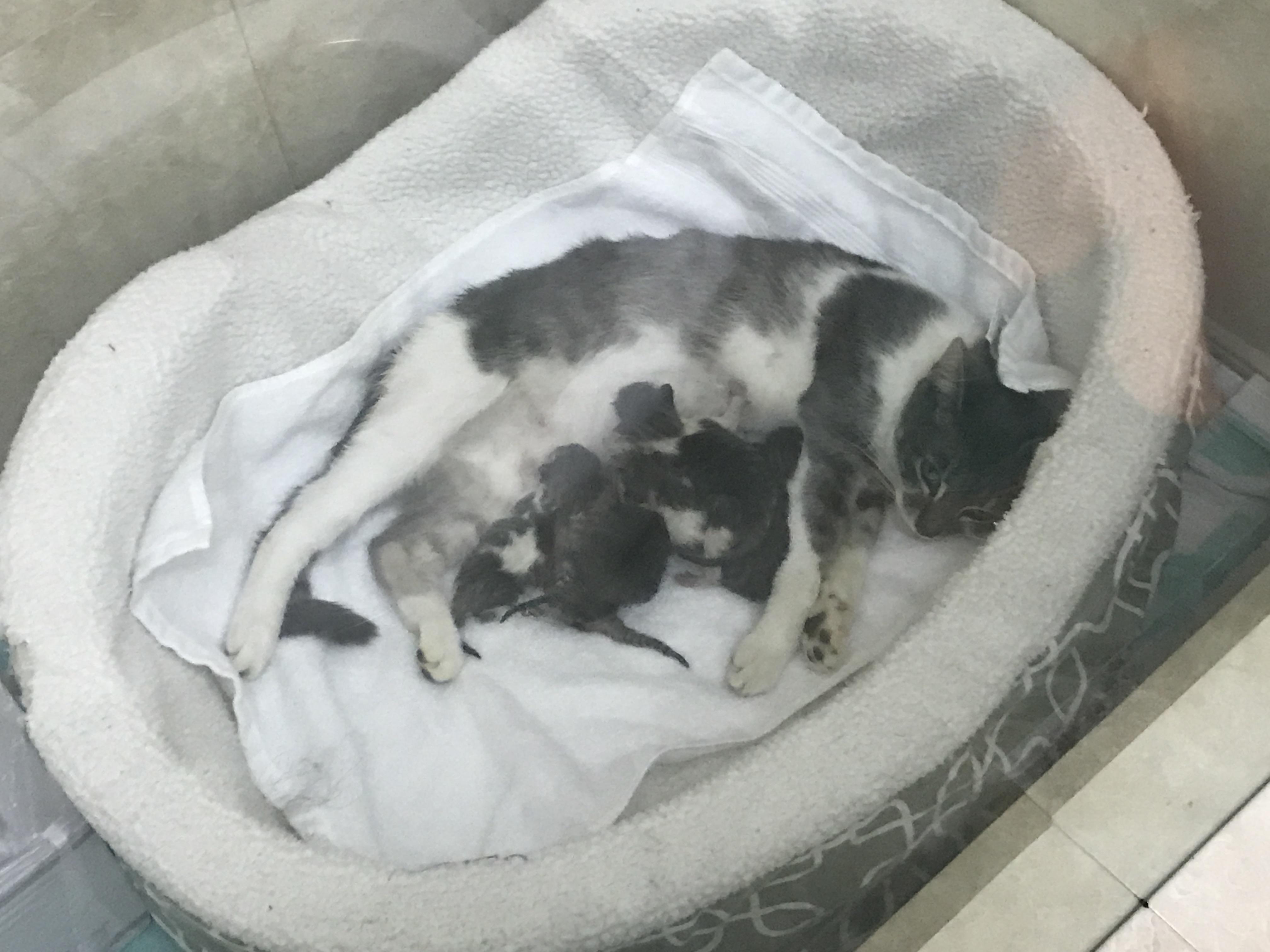 My cat gave birth to 6 newborn kittens r/aww