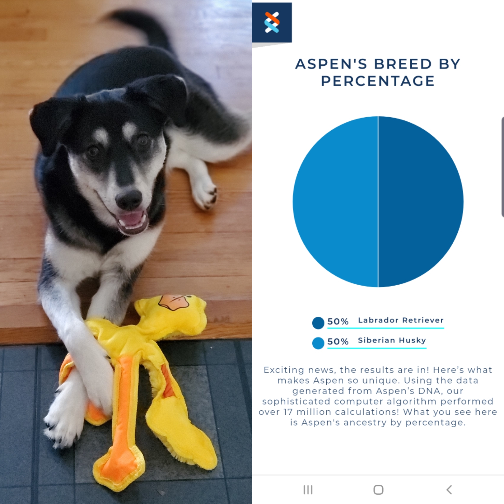 I like to call her my "discount designer dog" r/DoggyDNA