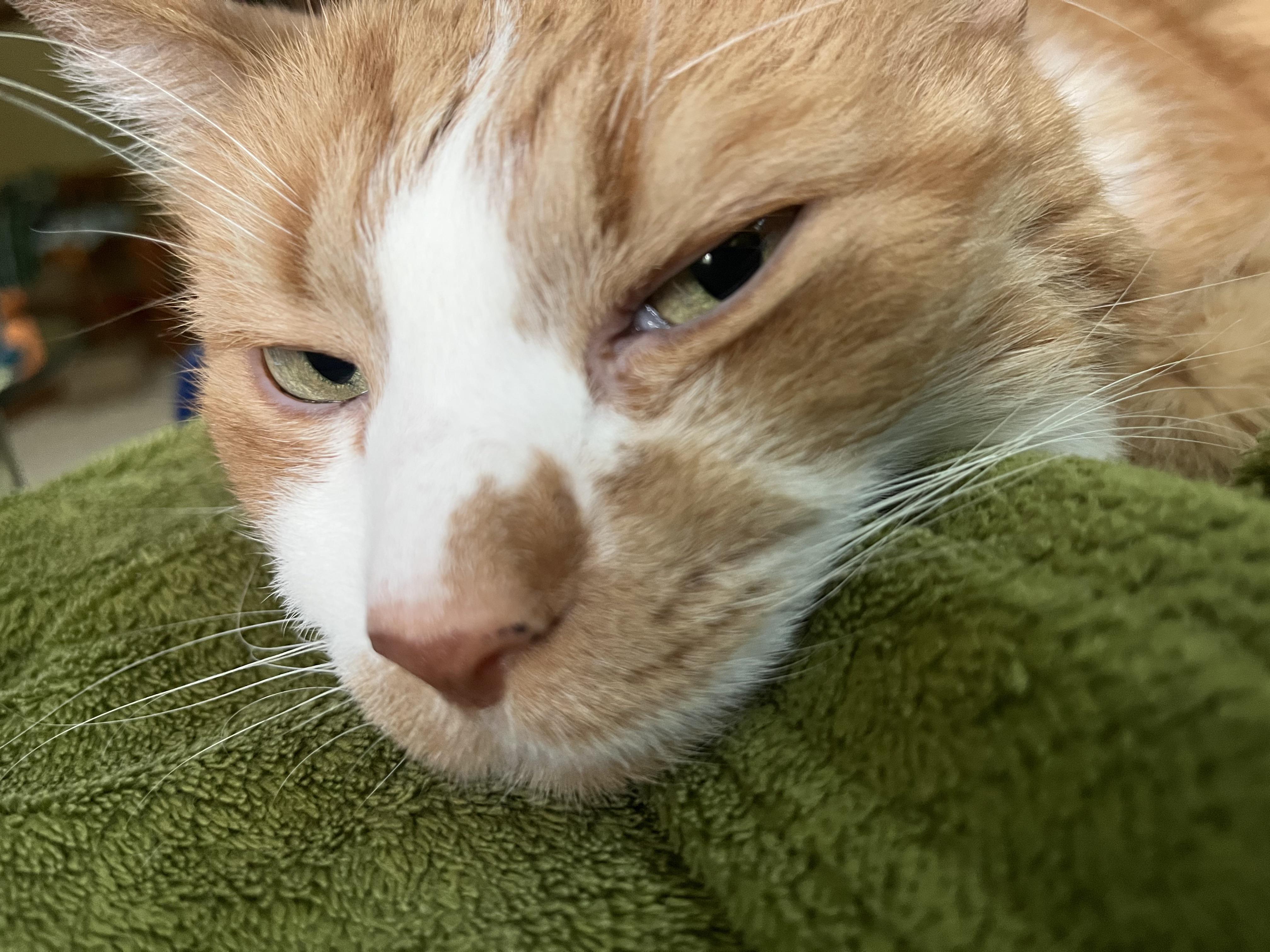 That side eye... r/cats