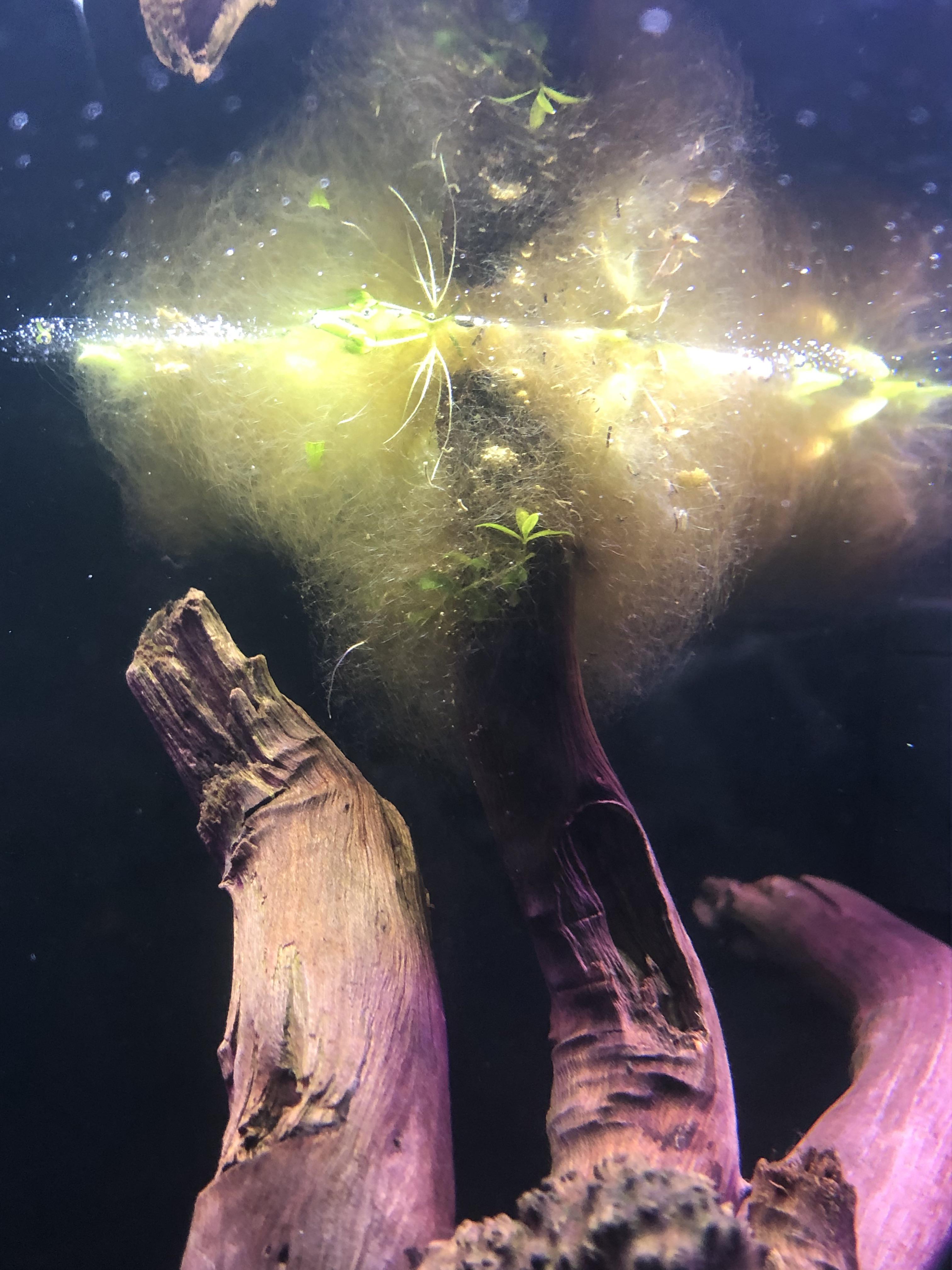 Floating plant algae r/Aquariums