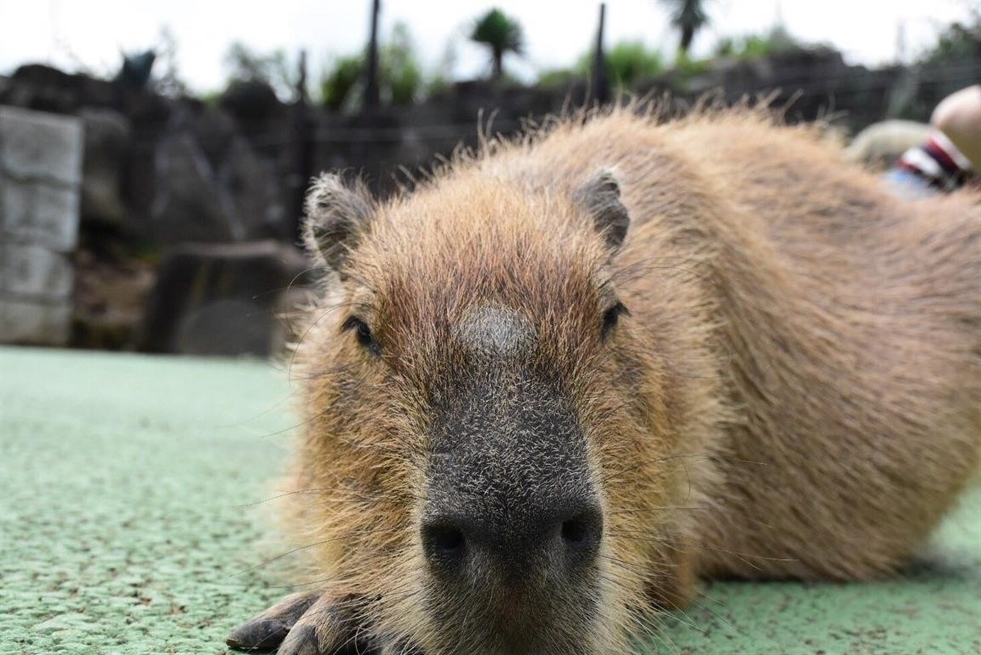 Big Capybara Guinea Pig r/AnimalsMyLove
