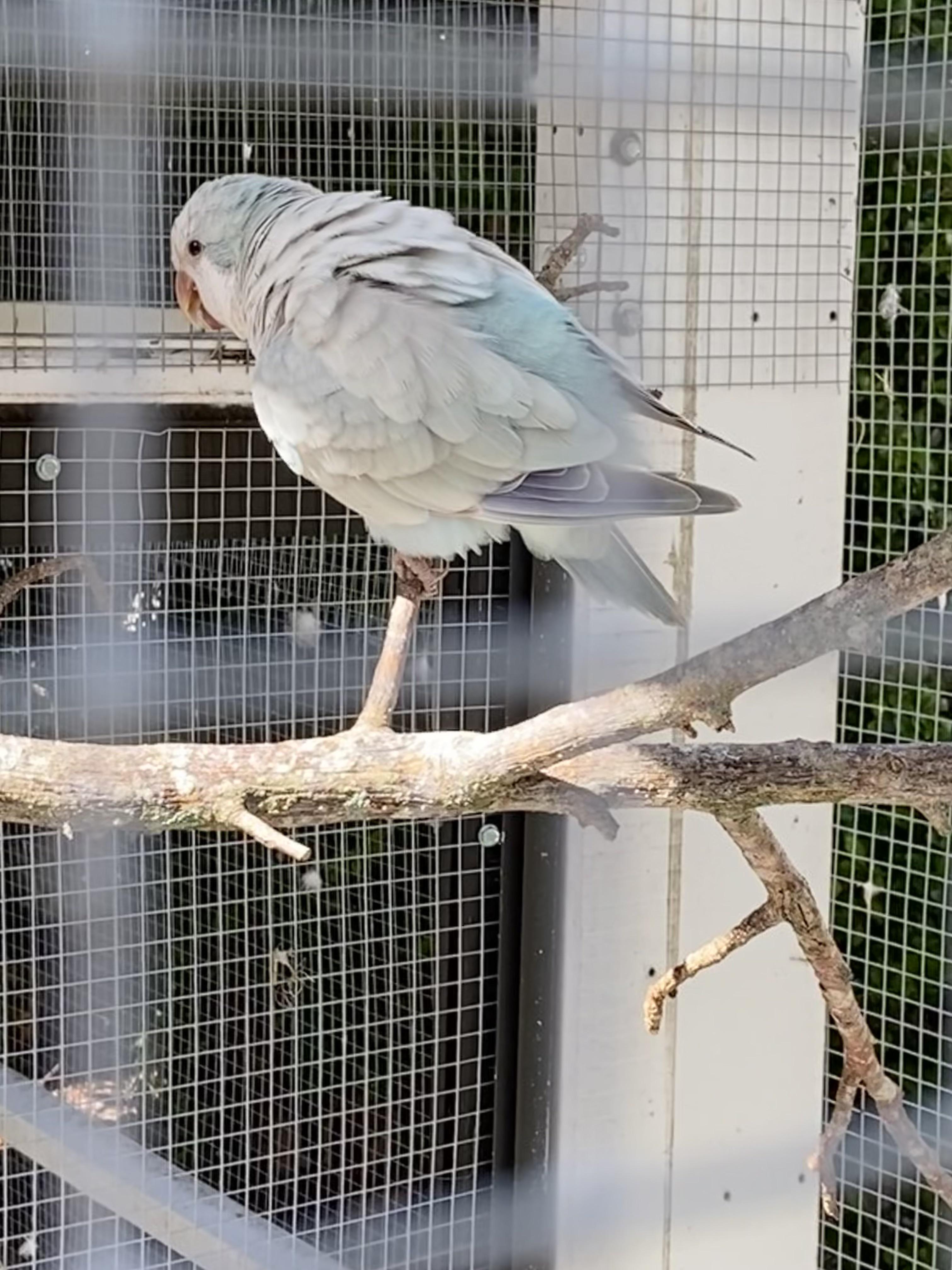 Why is my Quaker parrot constantly humping everything? He literally