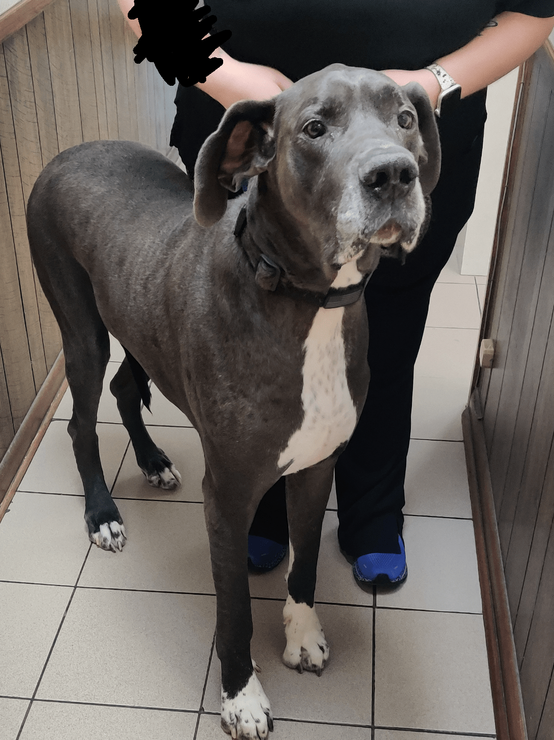 Do Dogs Have Blood Transfusions