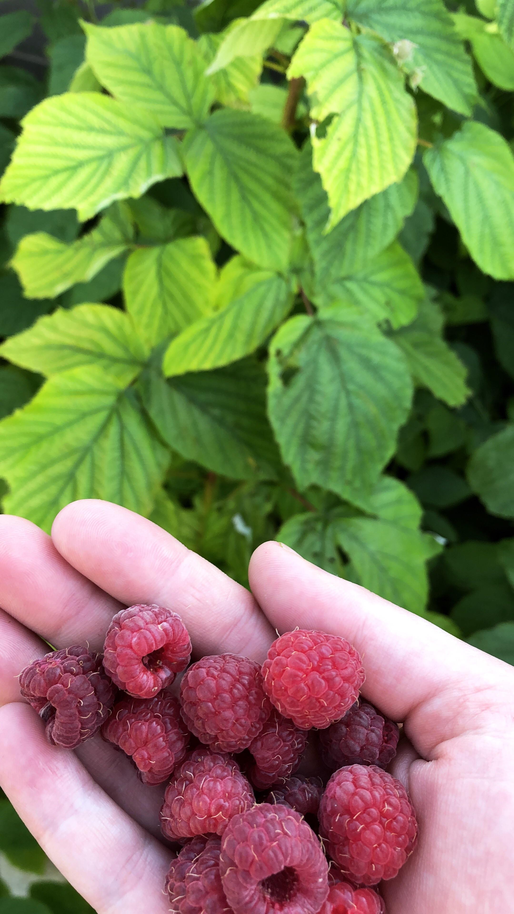 Raspberry season 👌🏻 r/pics