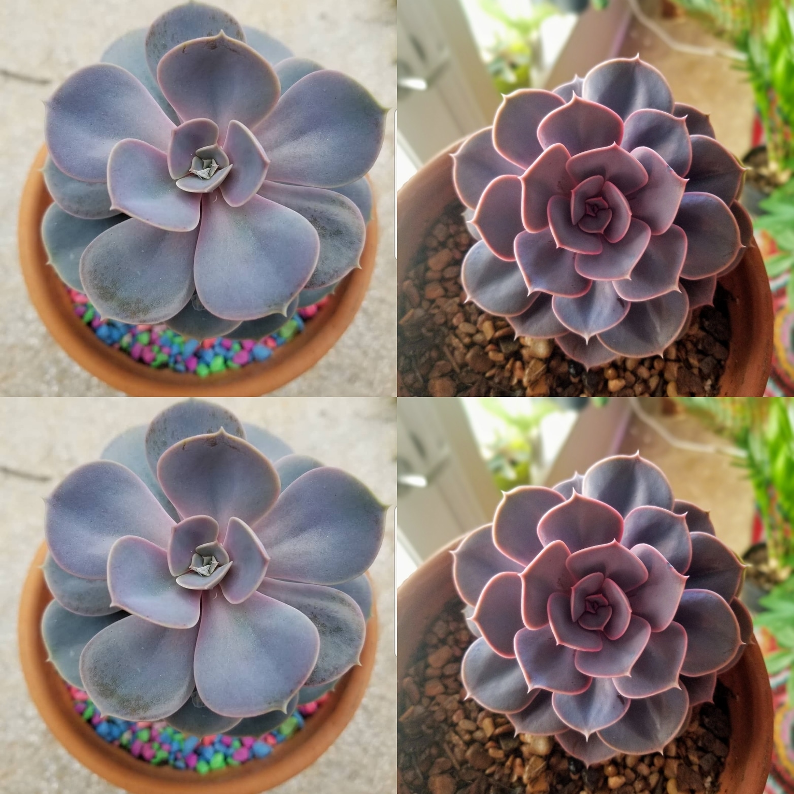 1 year PVN growth. Much more light and Bonsai Jacks Gritty Mix r