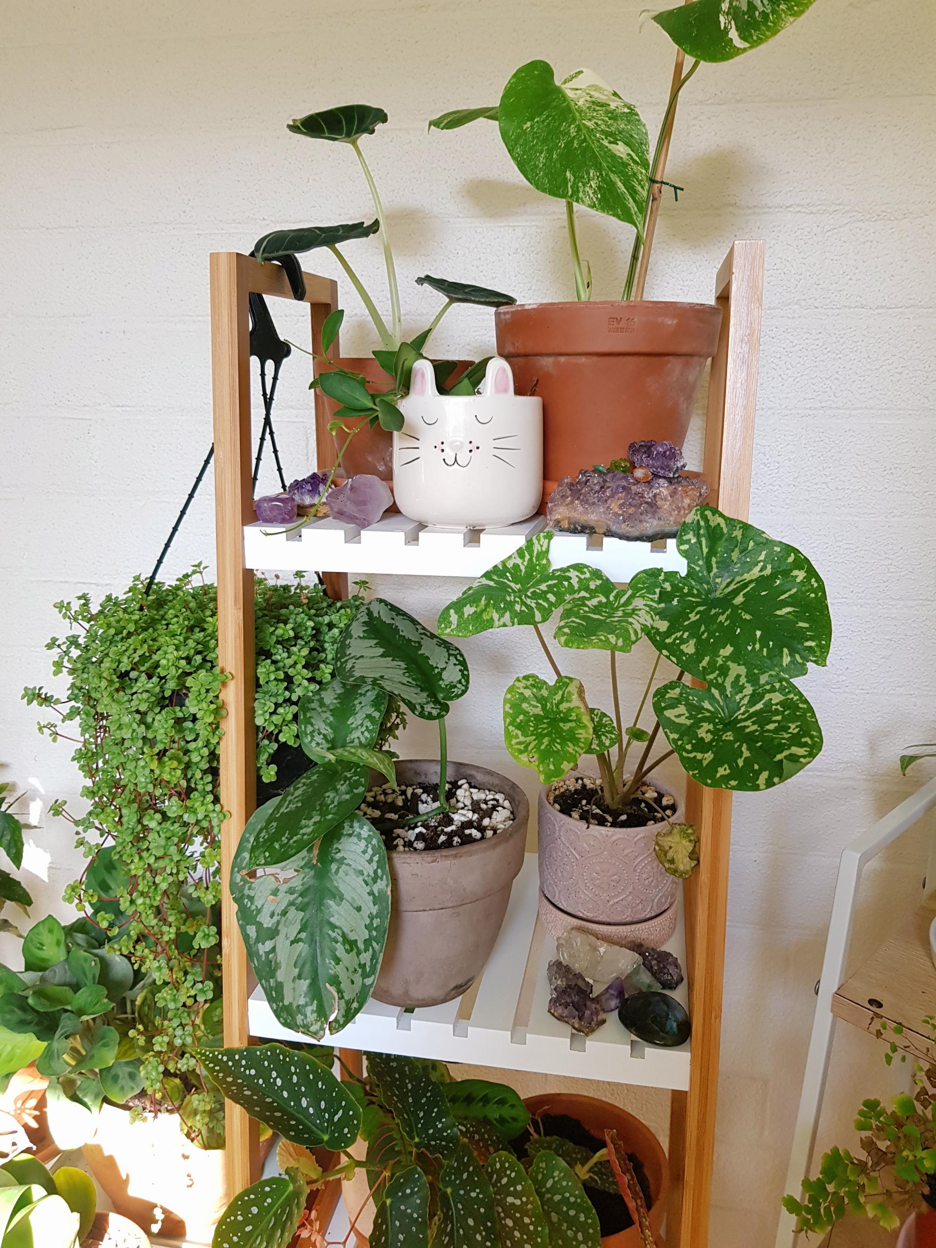 New plant shelf!
