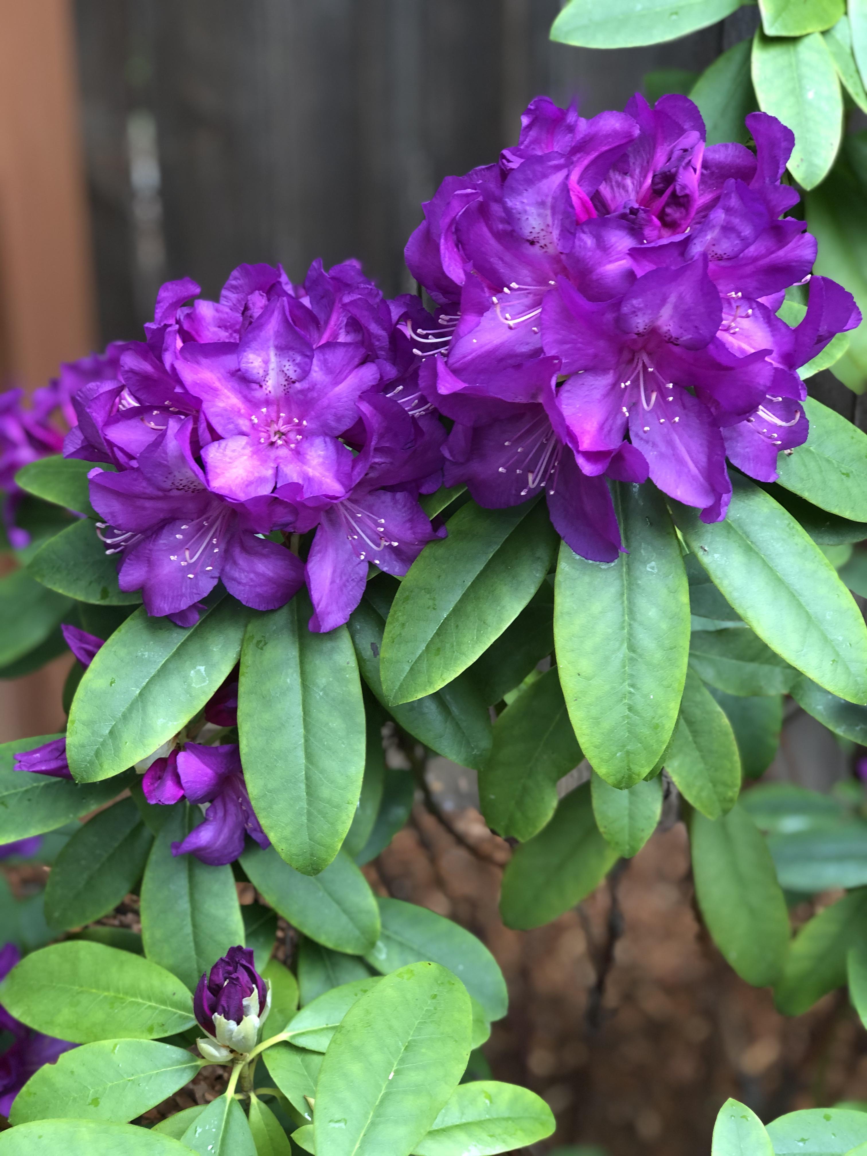 My rhododendron bloomed for the first time in years! r/plants