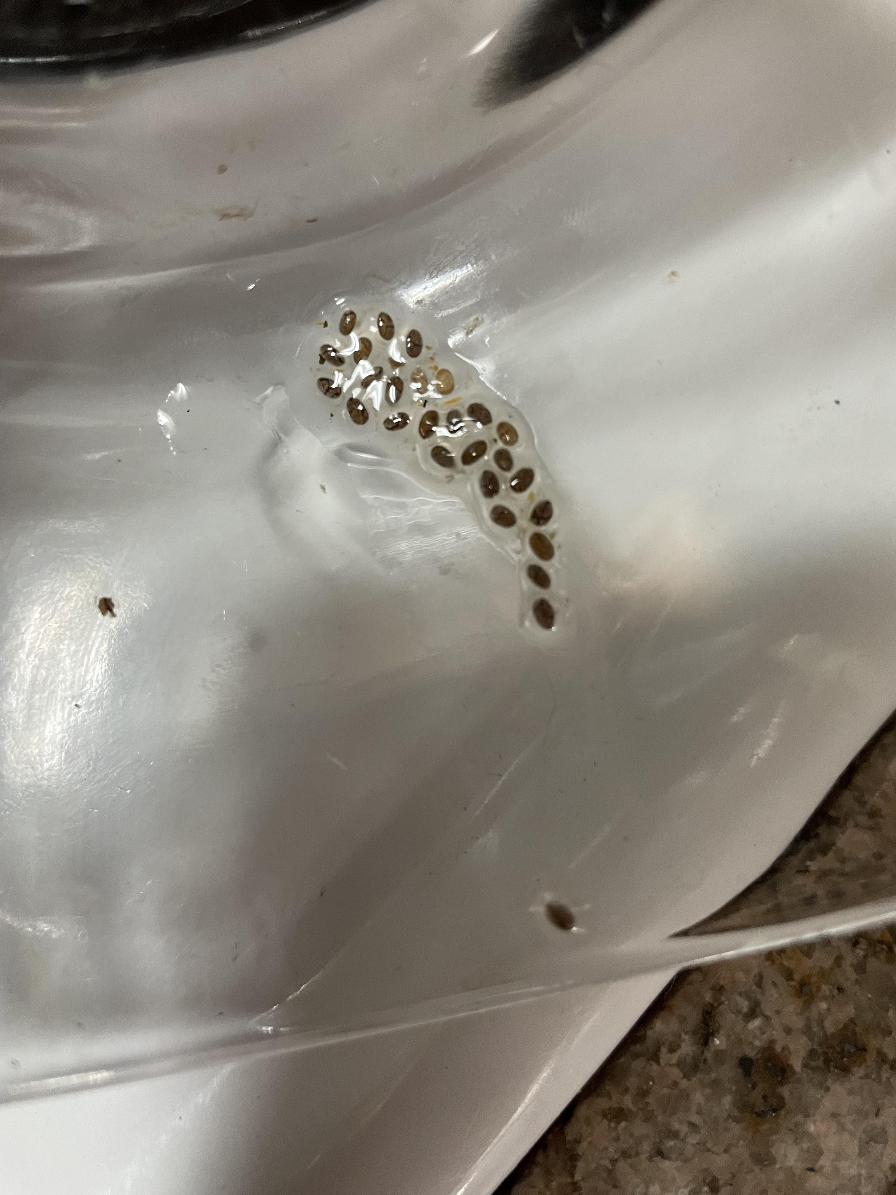 What is growing in my dishwasher? r/Whatisthis