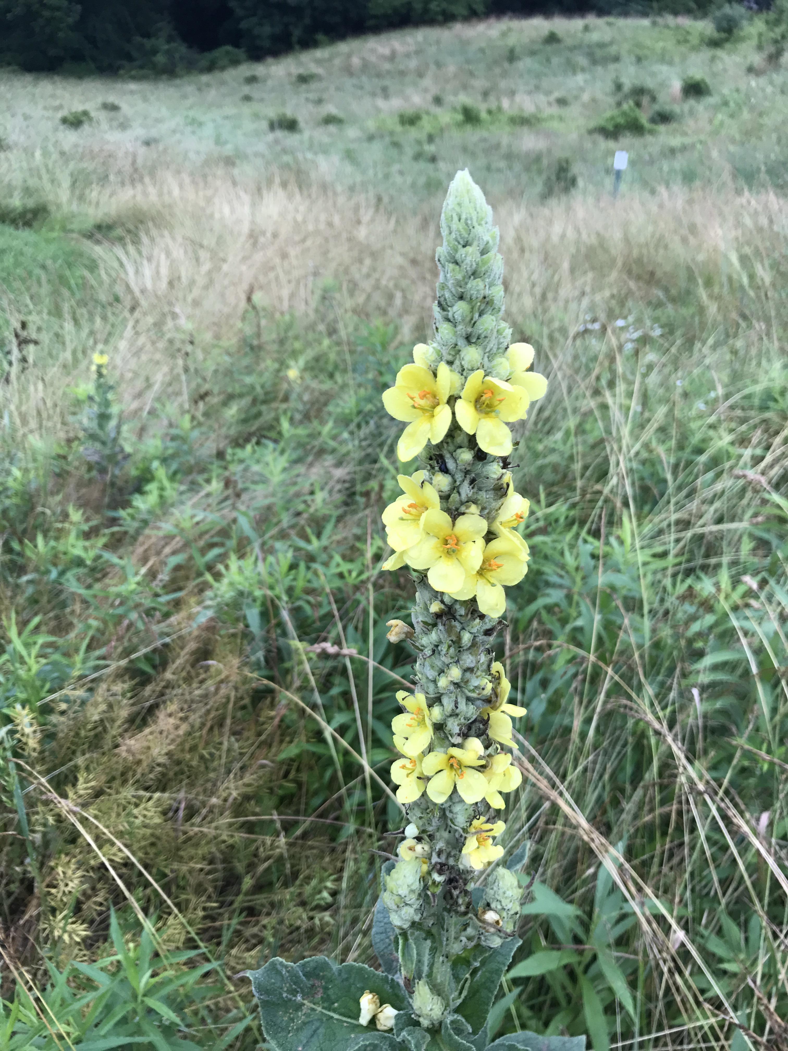 Tall wildflower in Maryland. r/whatsthisplant
