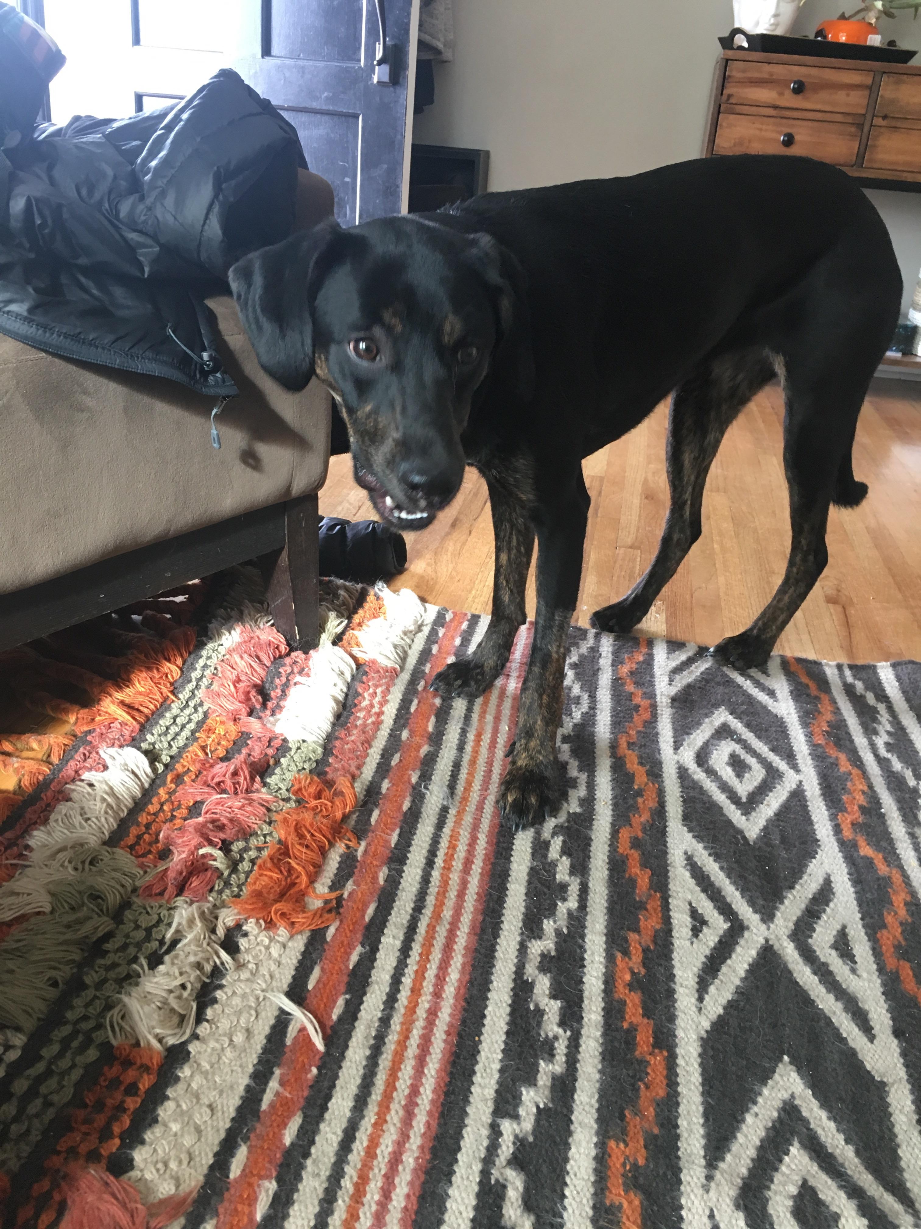 Found lost dog by tanner park. r/SaltLakeCity