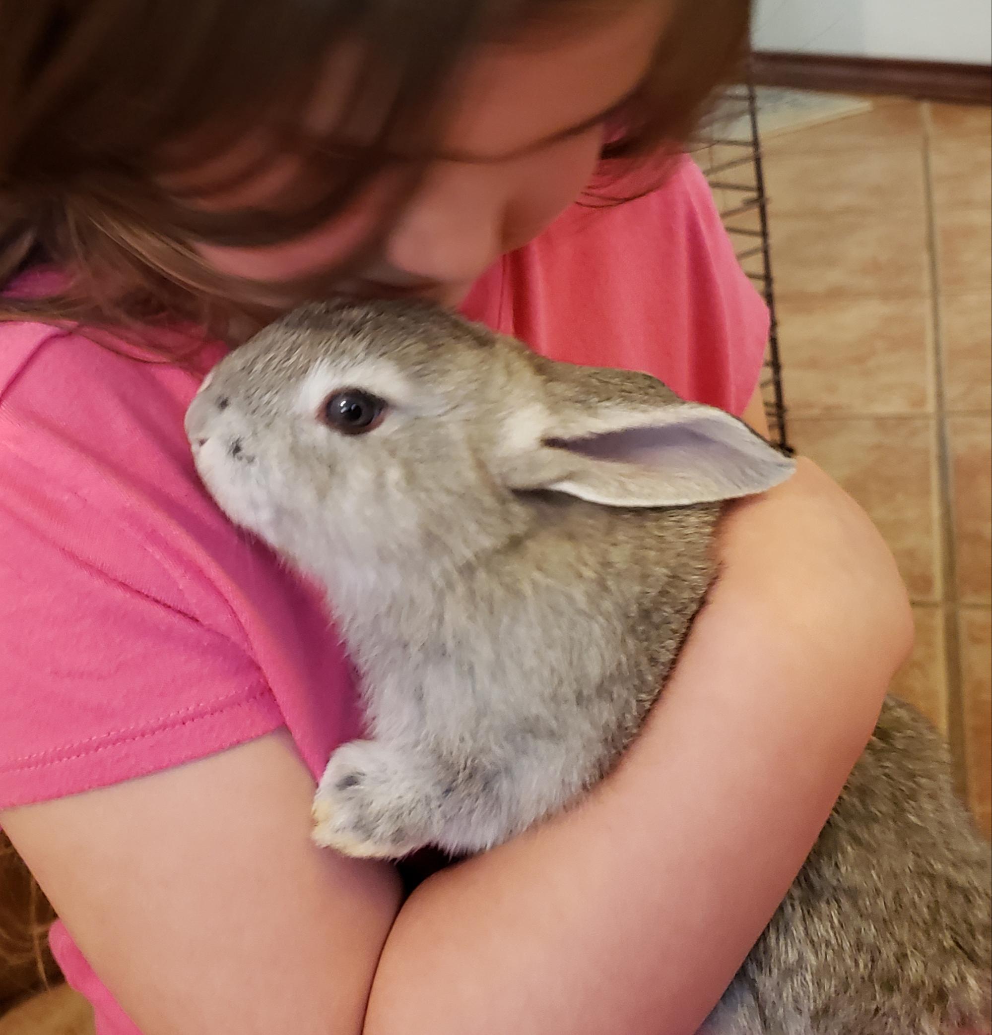 Baby Henri. She is a Texas A&M rabbit. Anyone know about these rabbits