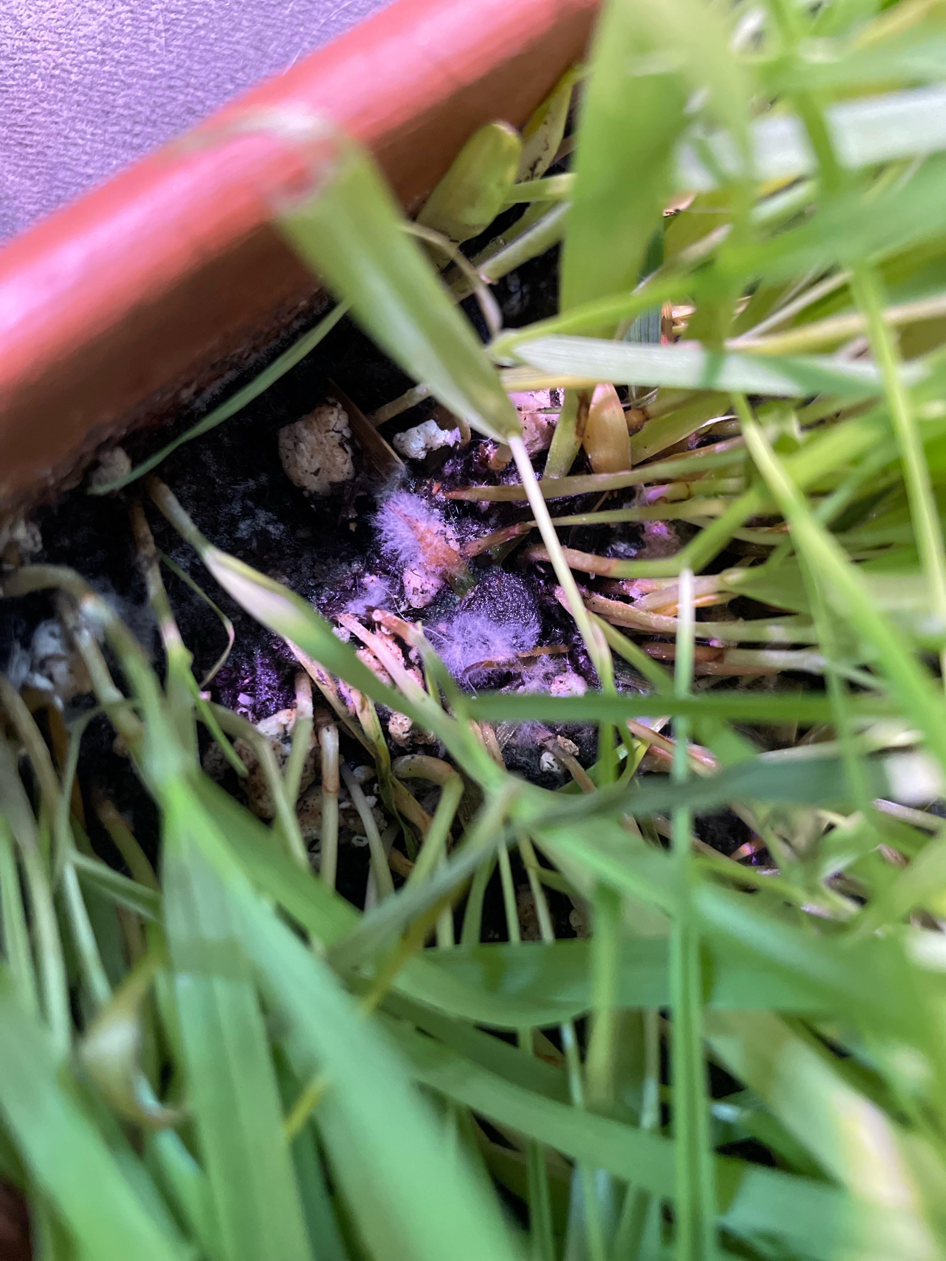 What to do about molding soil?? r/plantclinic