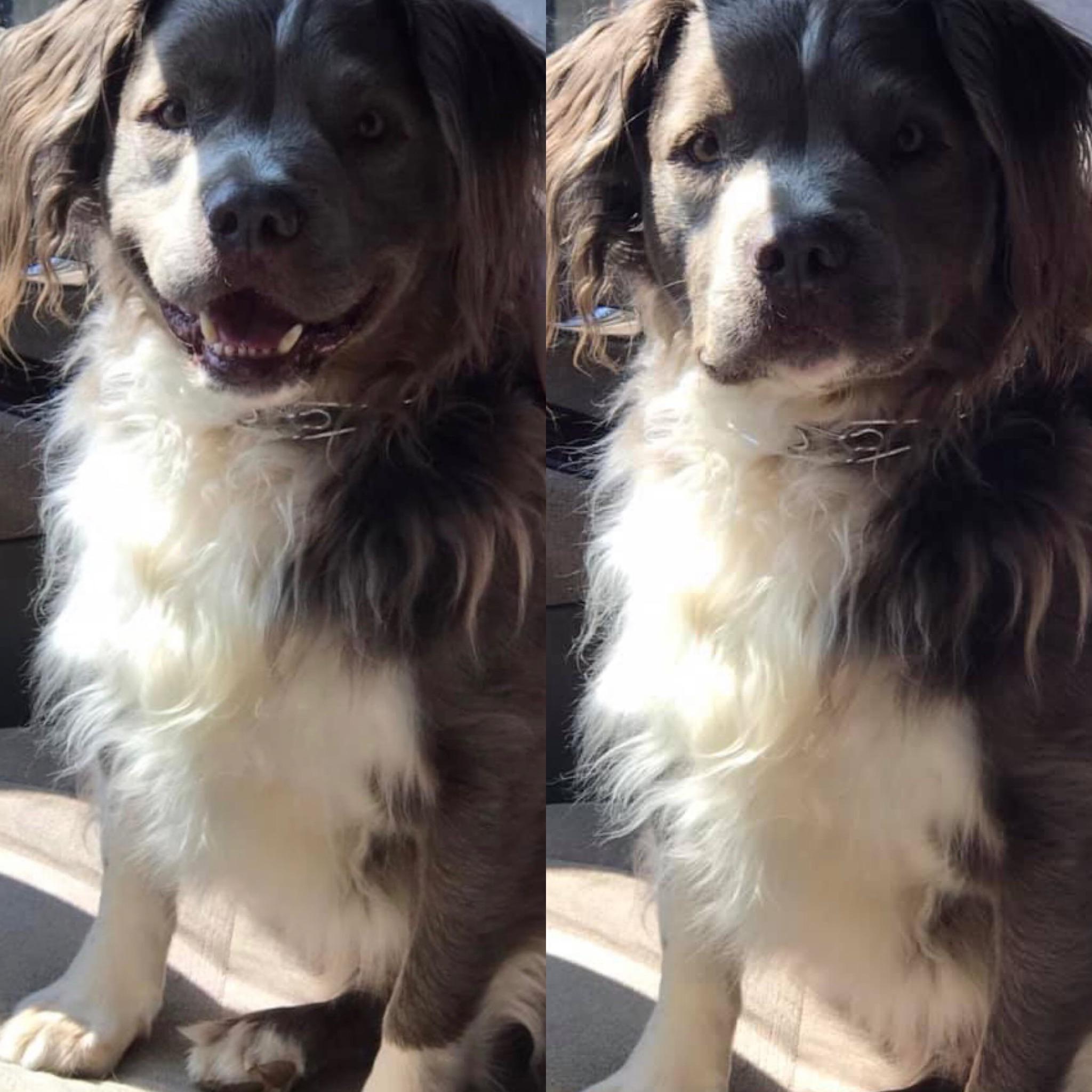 Cocker Spaniel Mix With Pitbull Get To KnowThis Mixed Breed National Canine Research