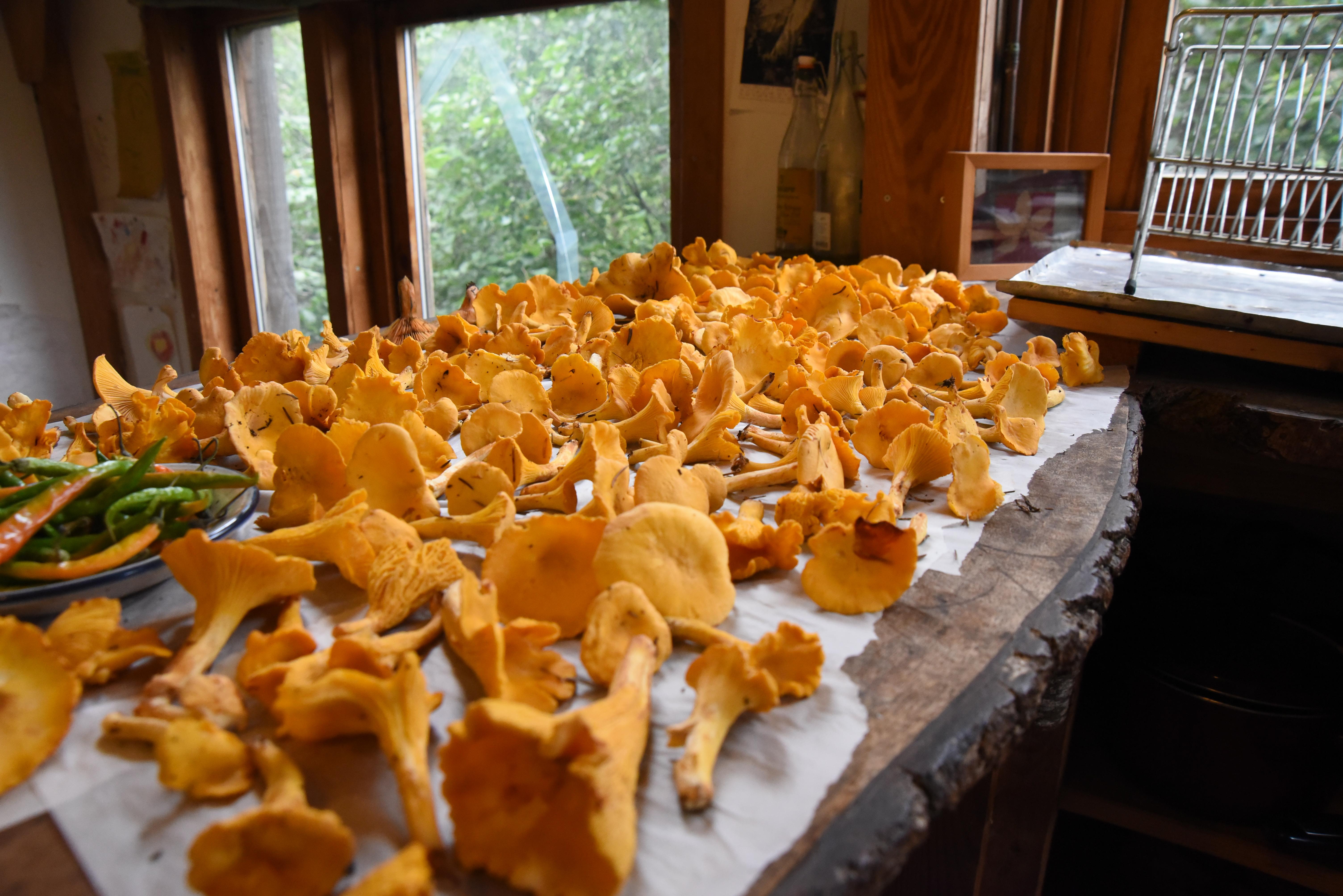 Stumbled upon a chanterelle goldmine while hiking in the Scottish highlands this September r