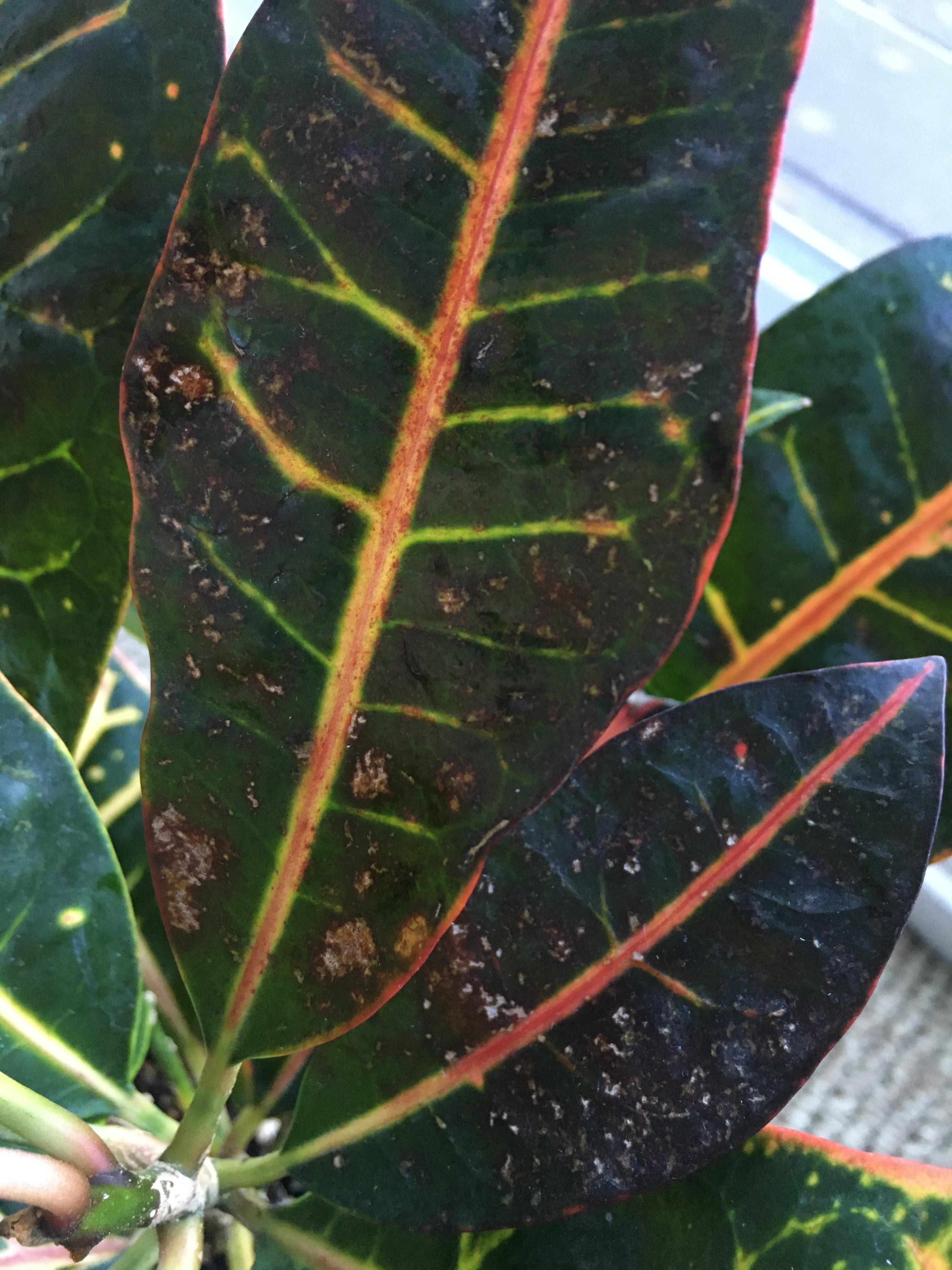 Help! There are some brown/white spots on the leaves of my croton and I
