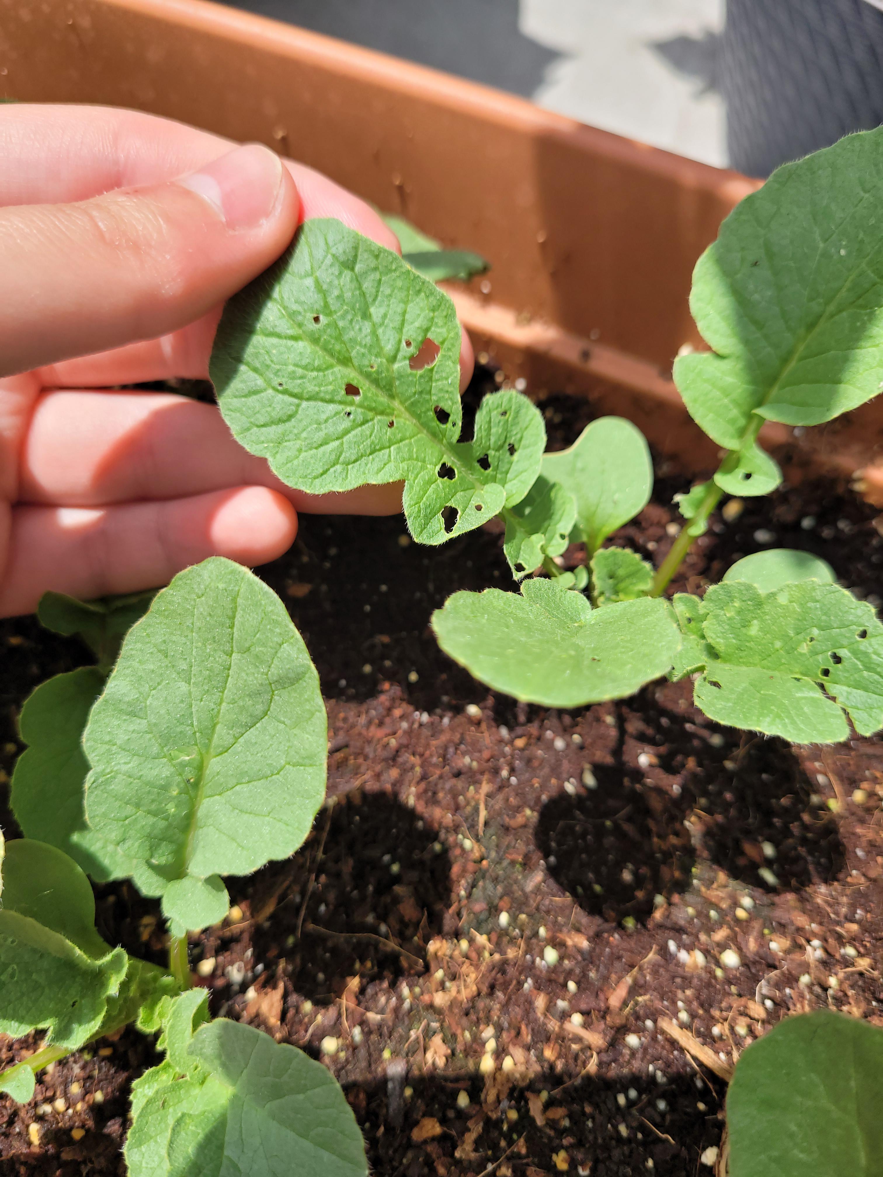 Insects eating radish leaves?? I'm new to vegetable gardening and saw holes in the leaves of my