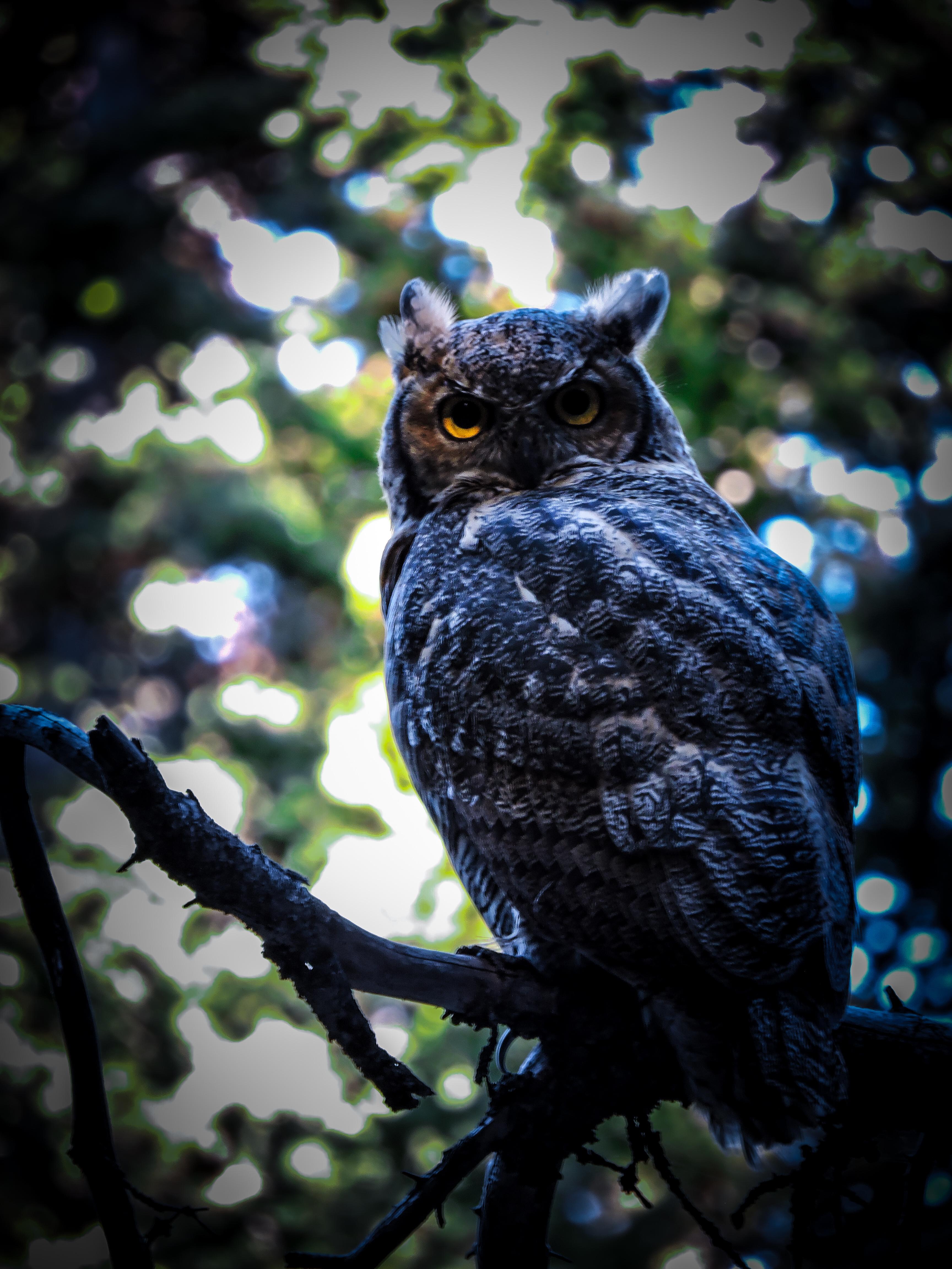 Another view of the Utah Great Horned Owl. r/Superbowl