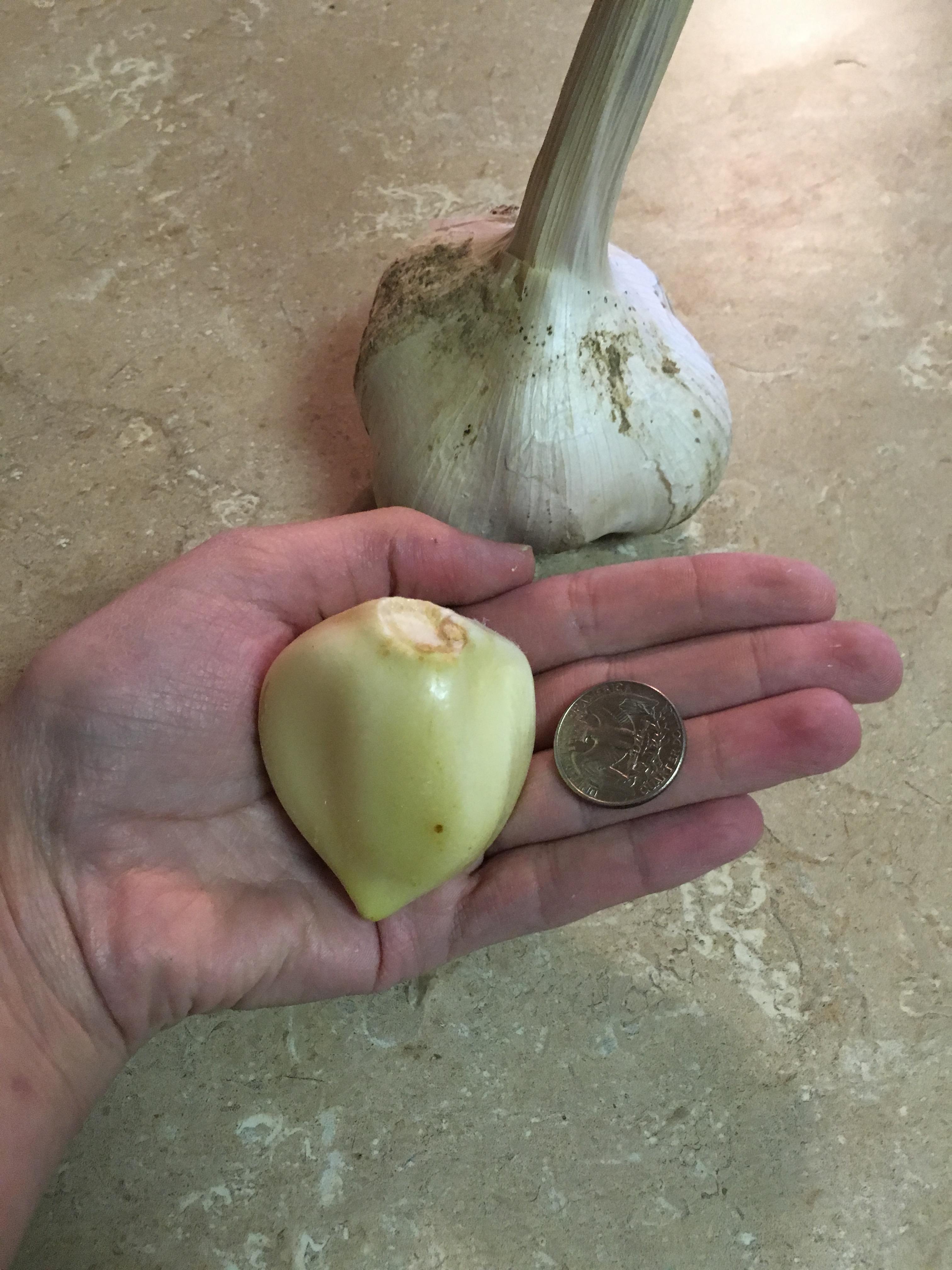 How Many Tbsp Is One Clove Of Garlic Oh yeah, this one is inspired by