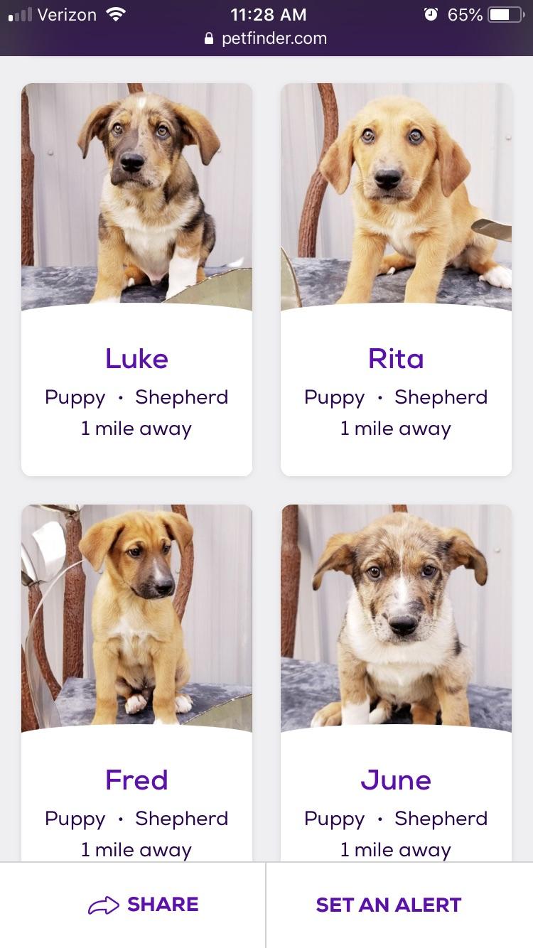 [no spoilers] looking at adoptable pets near me, it appears someone at
