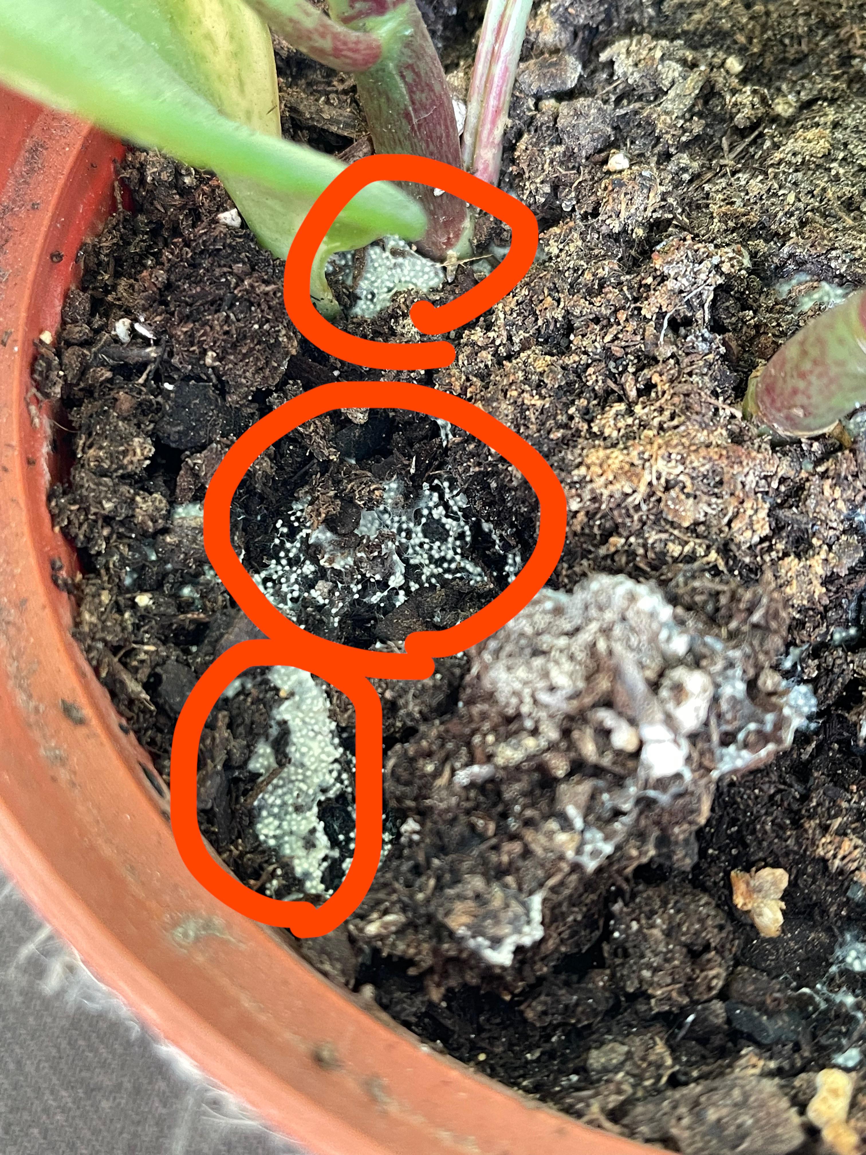 Please help me identify these white spots. Are they eggs? If so, what