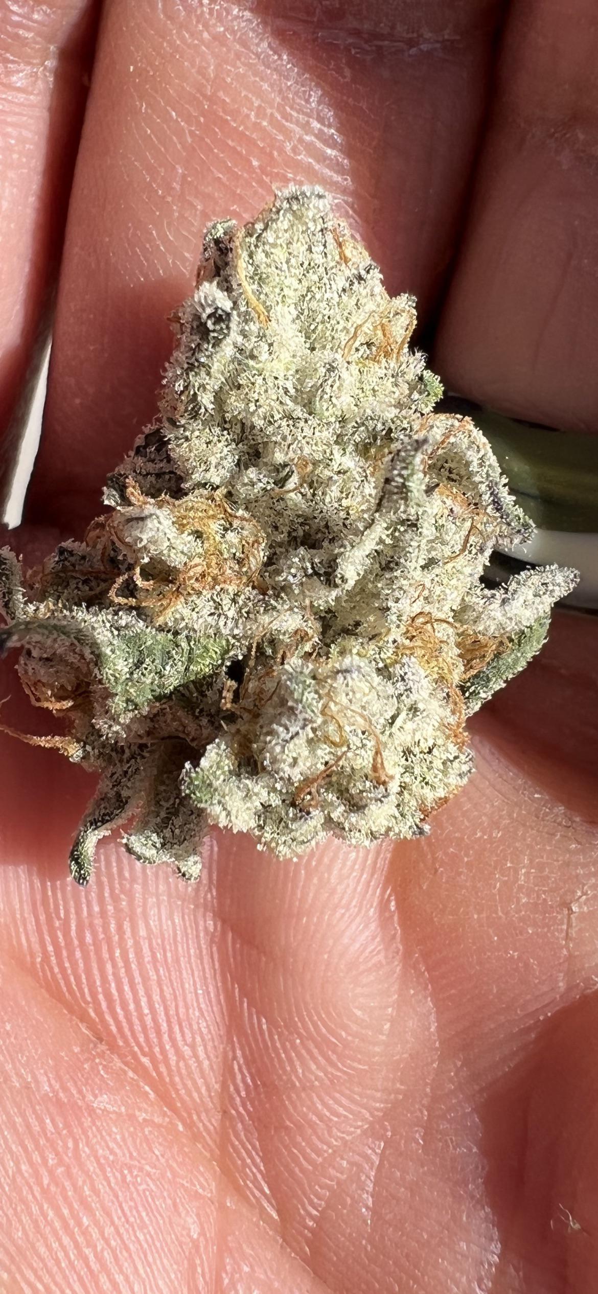 Kush mints r/NewMexico_Trees