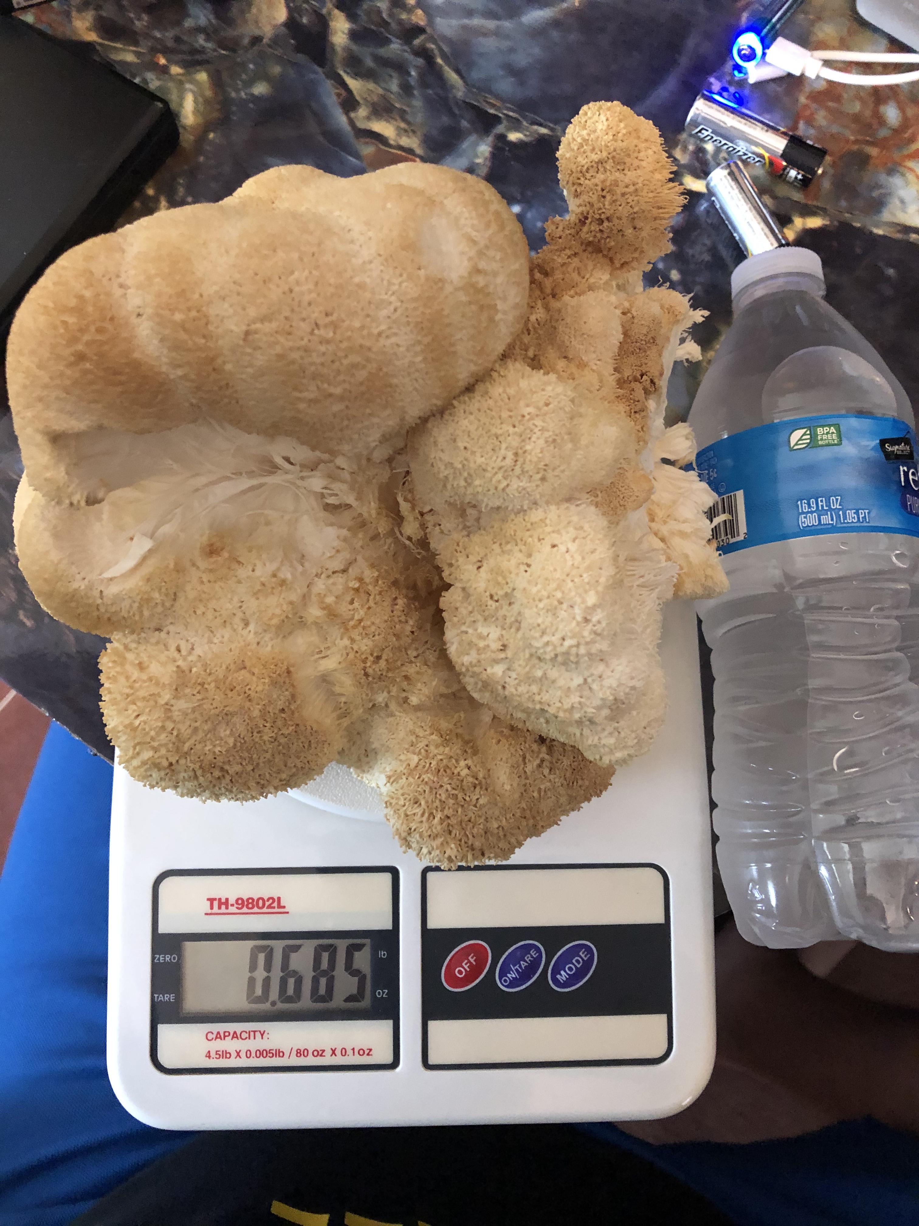 Lion's Mane grow r/mycology