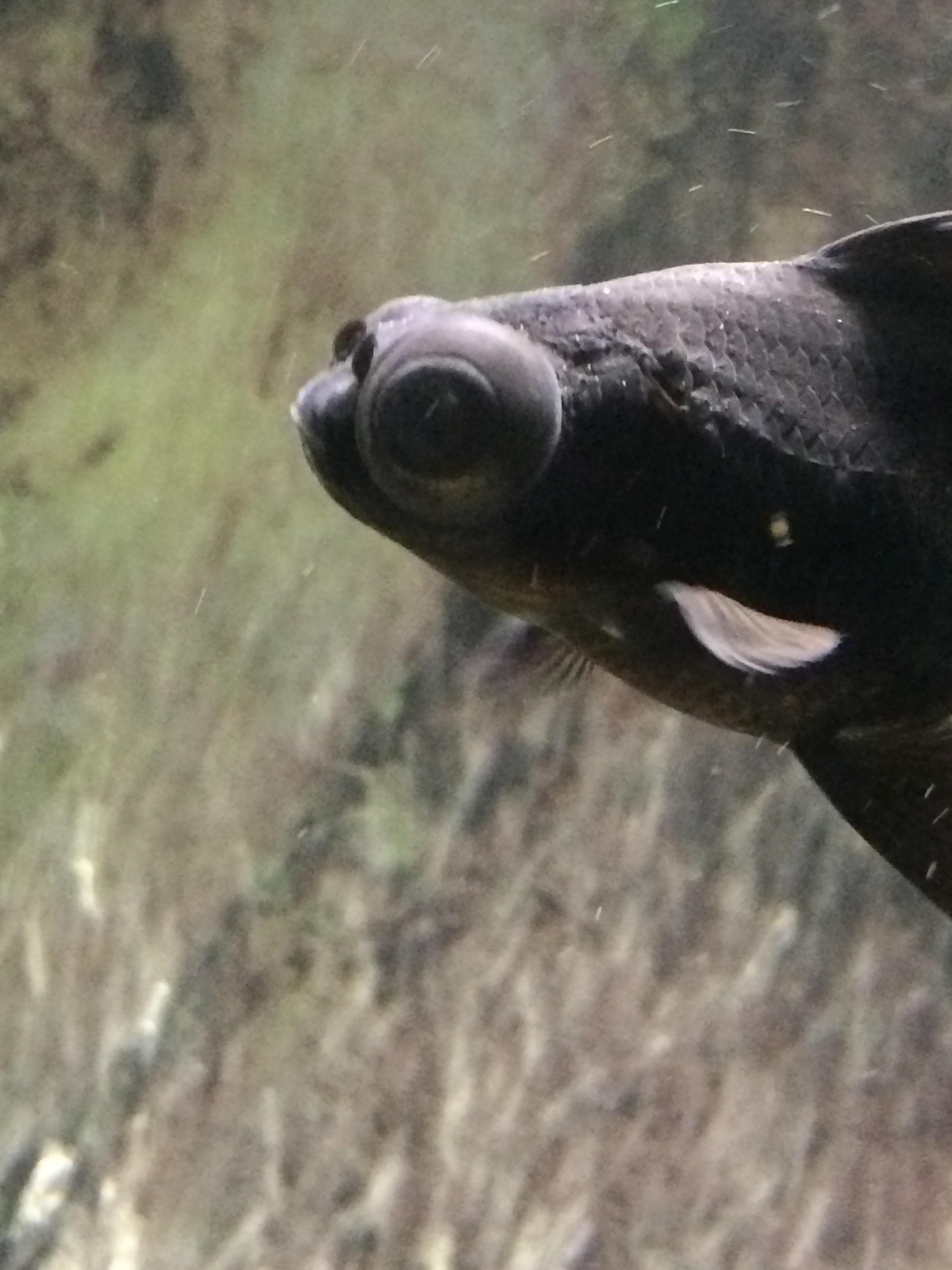 Why do my black moors eyes look glassy? r/Aquariums