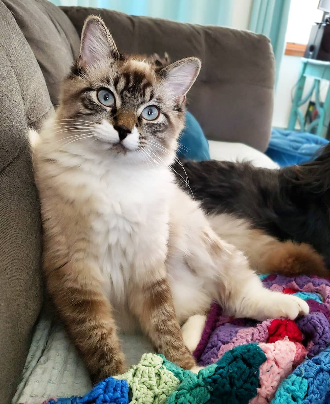 My 10month old Ragdoll mix r/ragdolls