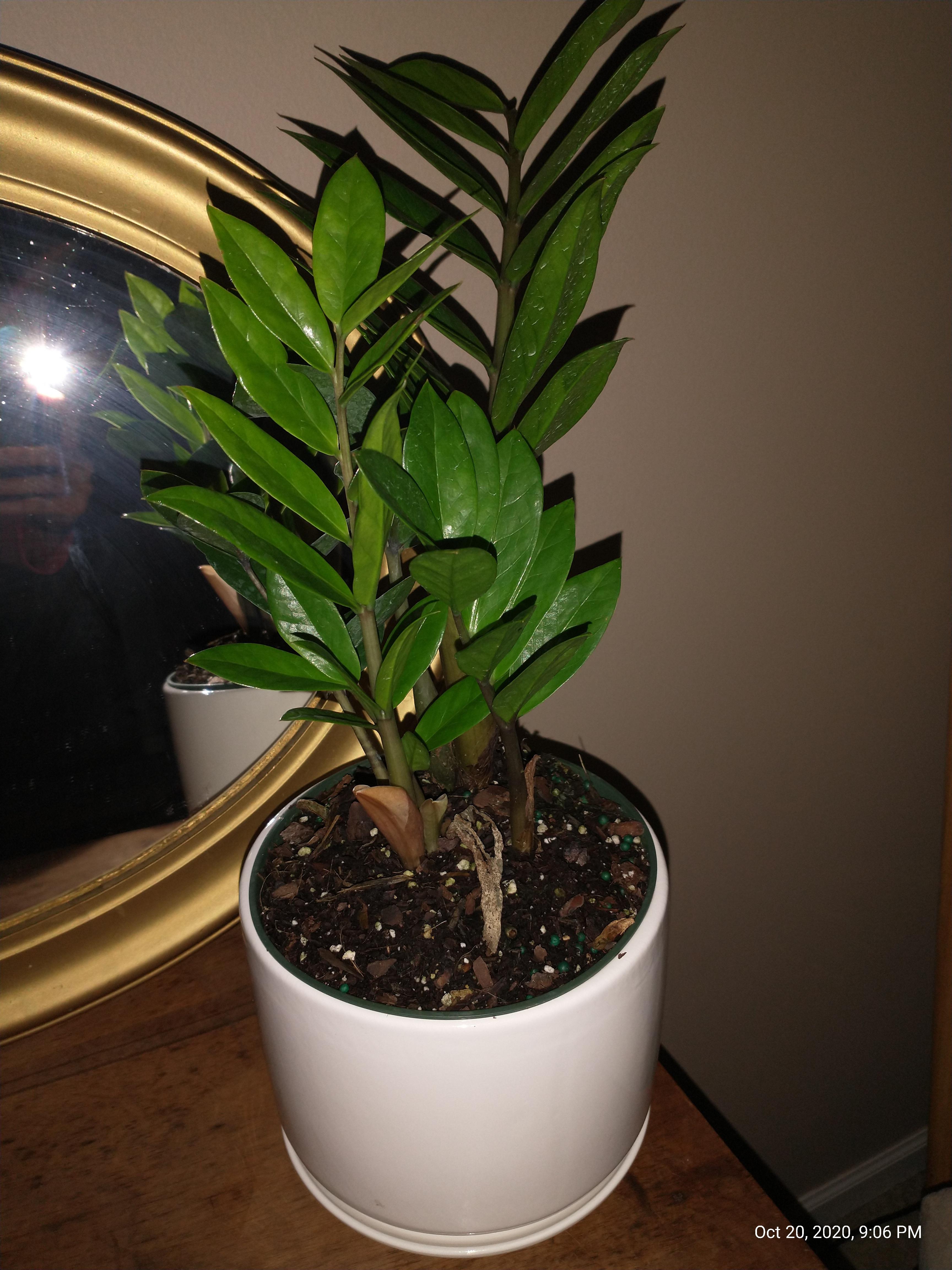 Got this ZZ from Home Depot for 10! It's my first ZZ. It's one of