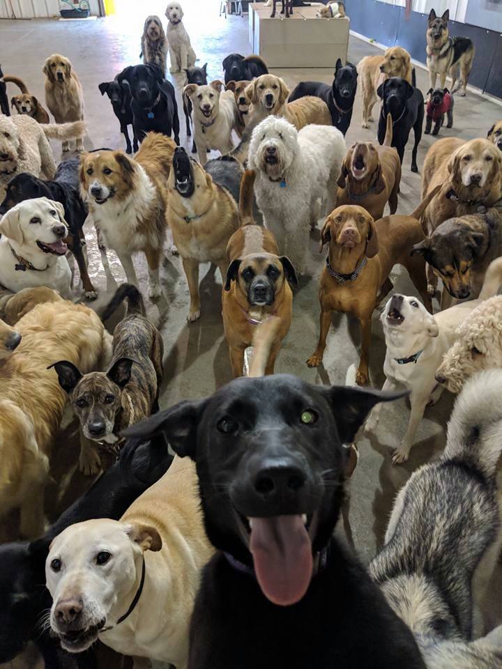 Doggie Daycare r/simplydogs
