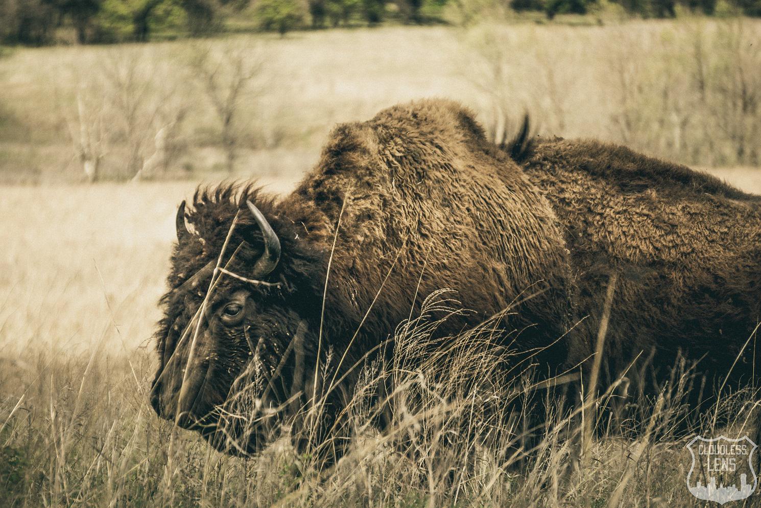 Bison at the Tallgrass Prairie, Osage County Oklahoma [1490x994] [OC