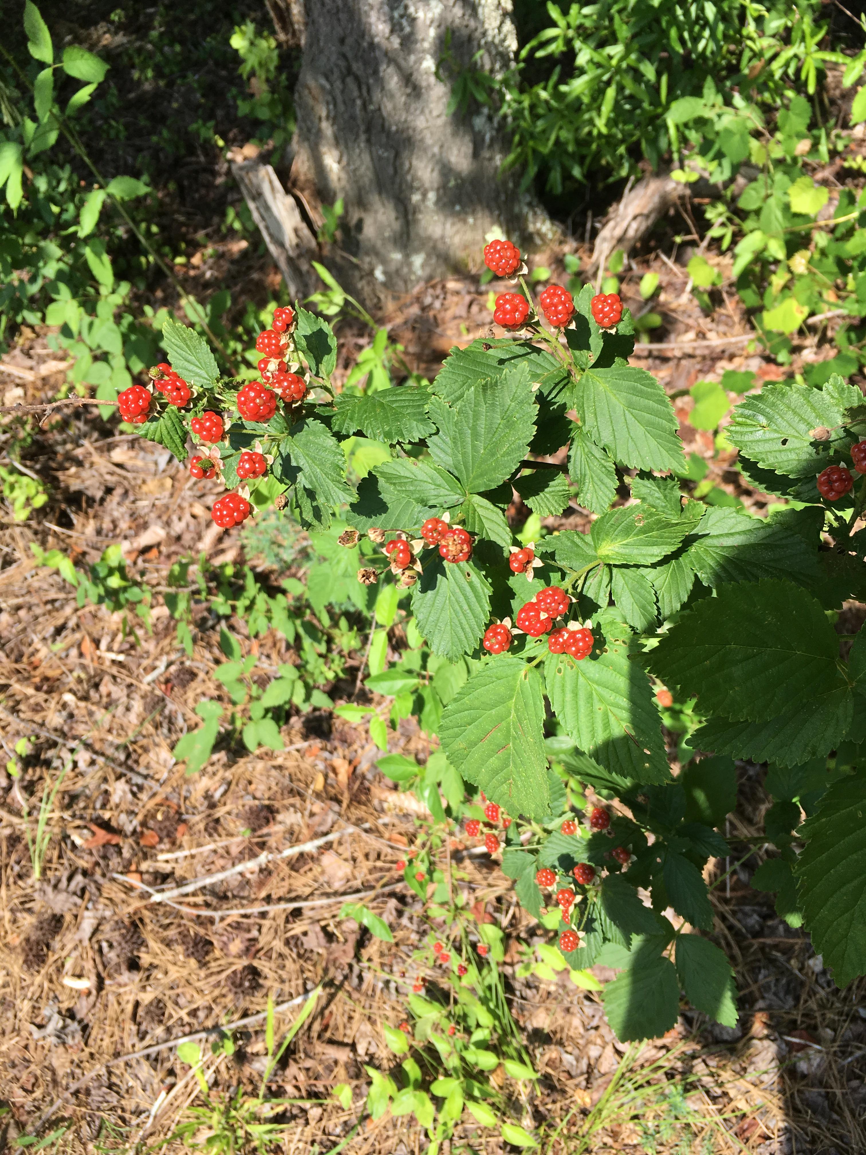 I need to know what kind of berry this is, I thought they were wild
