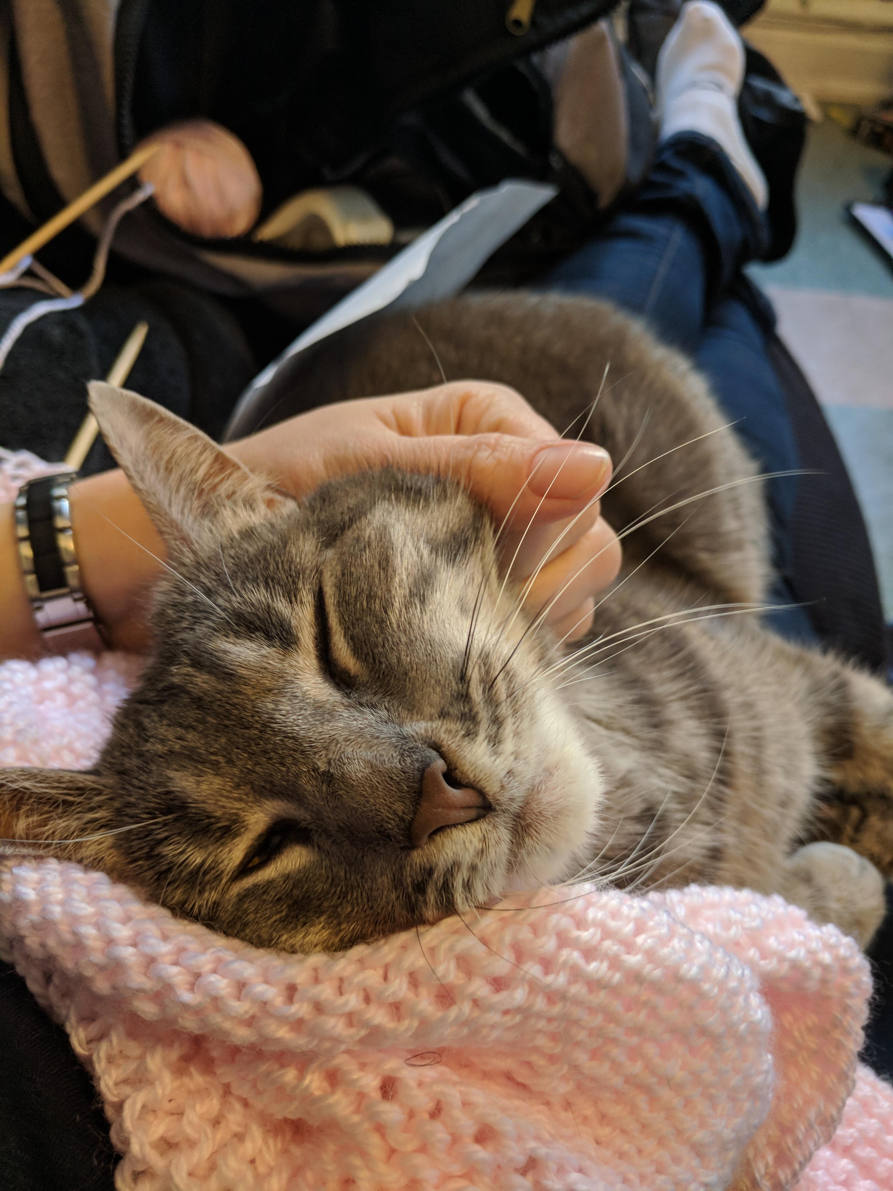 Very cuddly knitting companion r/Kitting