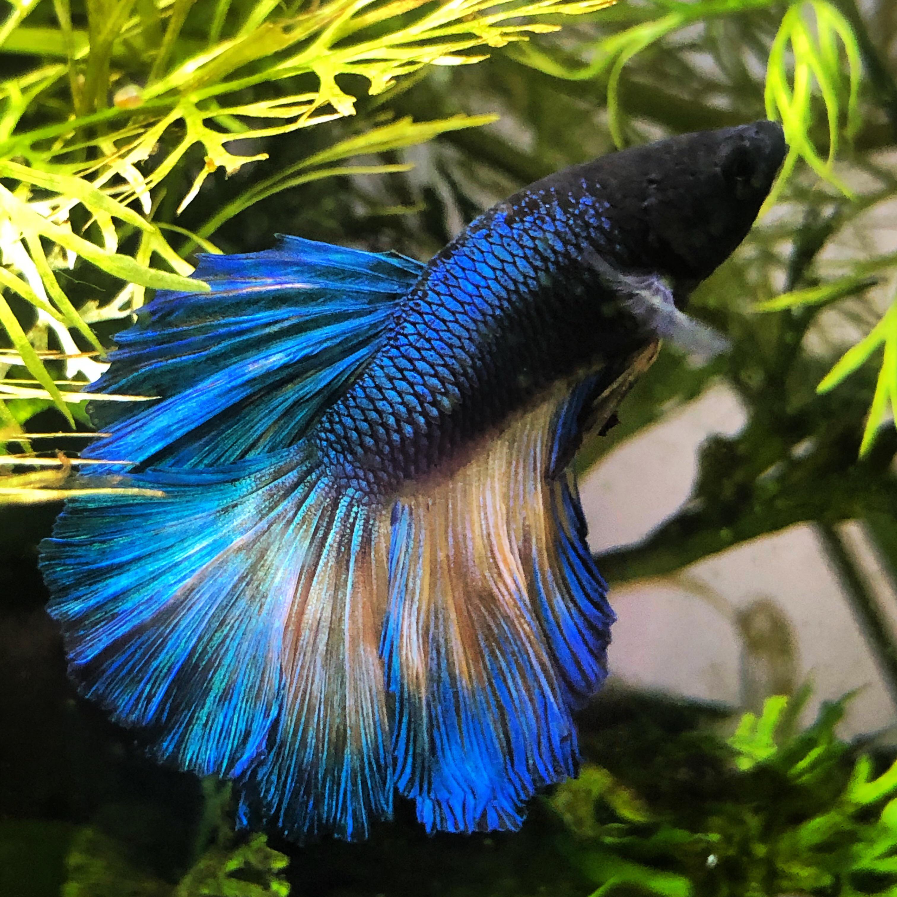 Meet Shea My New Blue Mustard Betta r/bettafish