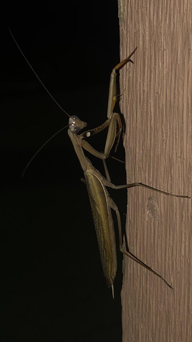 This praying mantis I saw a couple of nights ago. I’m 42, live in