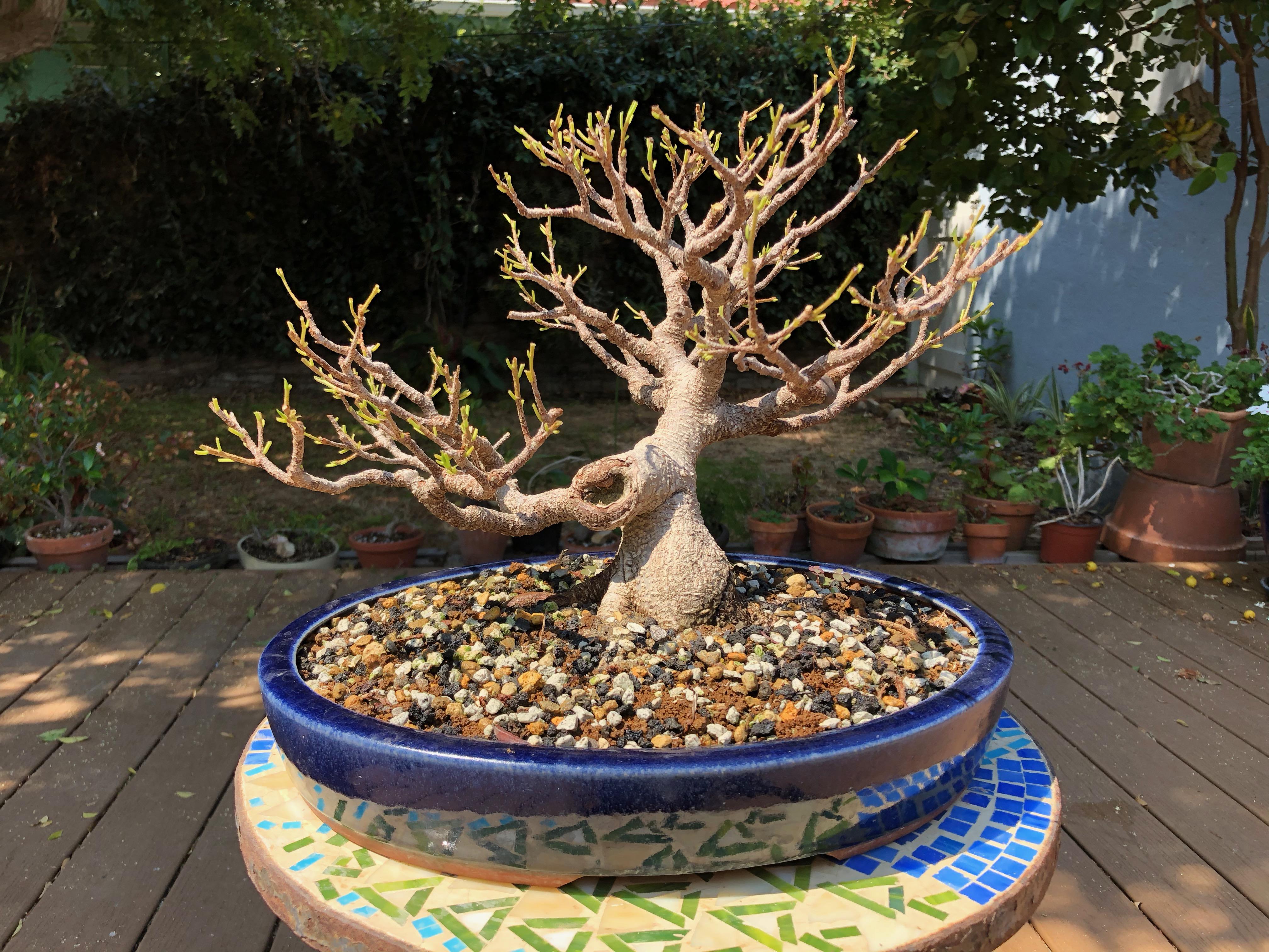 Defoliated Ficus Microcarpa Bonsai