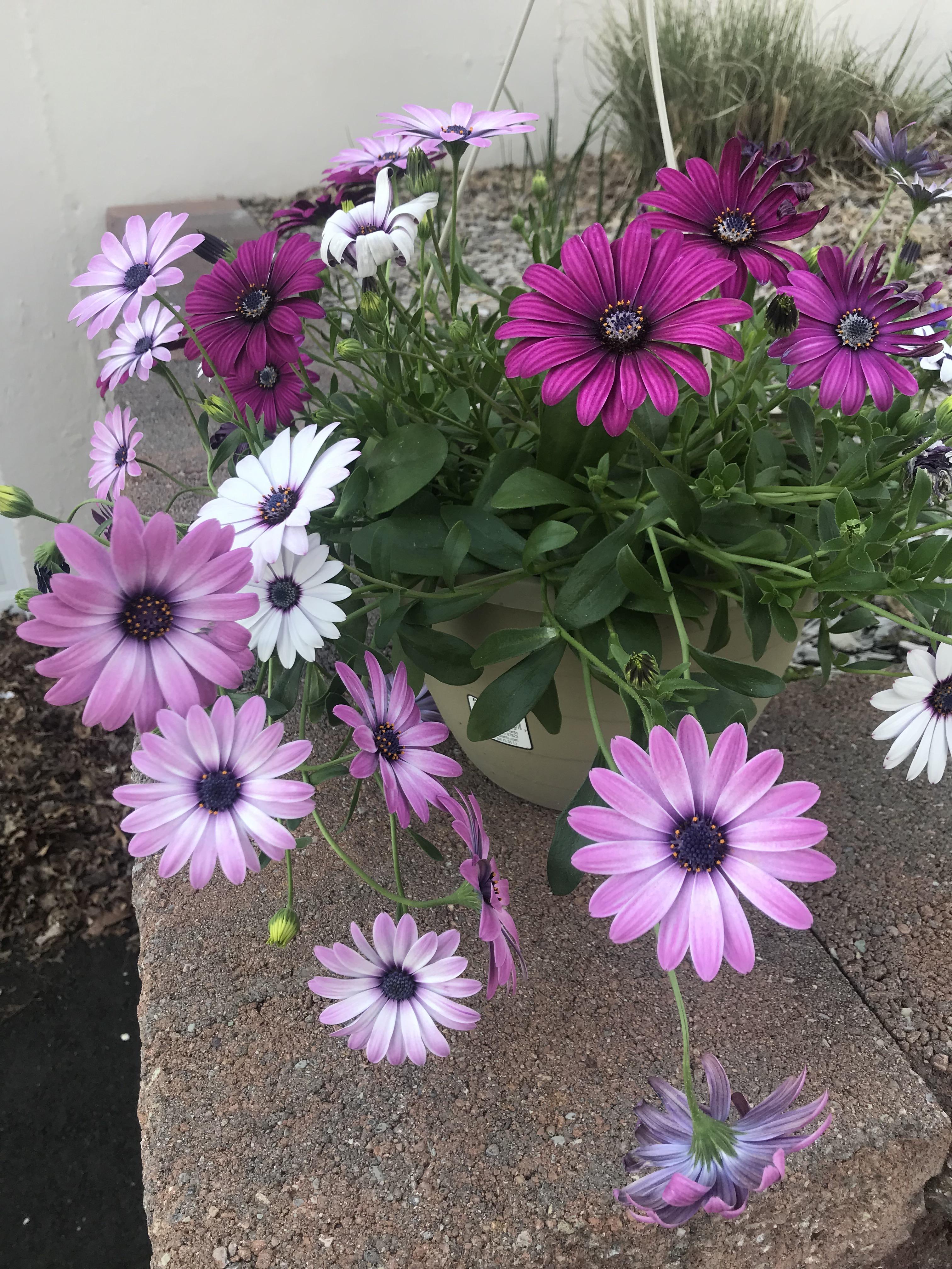Anyone know what these are? They were unmarked in a hanging basket and