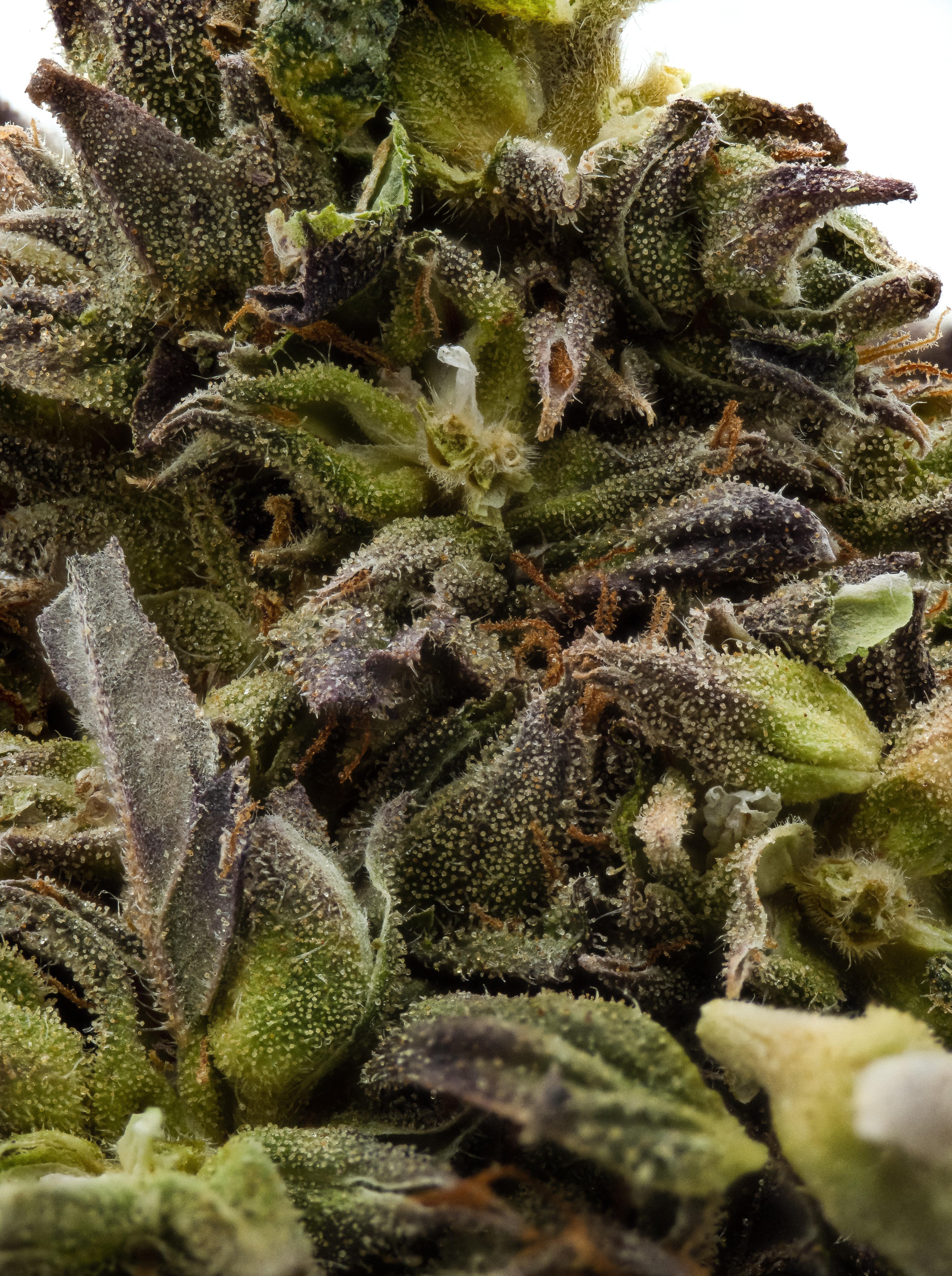 CBD flower from Austria "Purple Buds" (11) by me r/MacroPorn