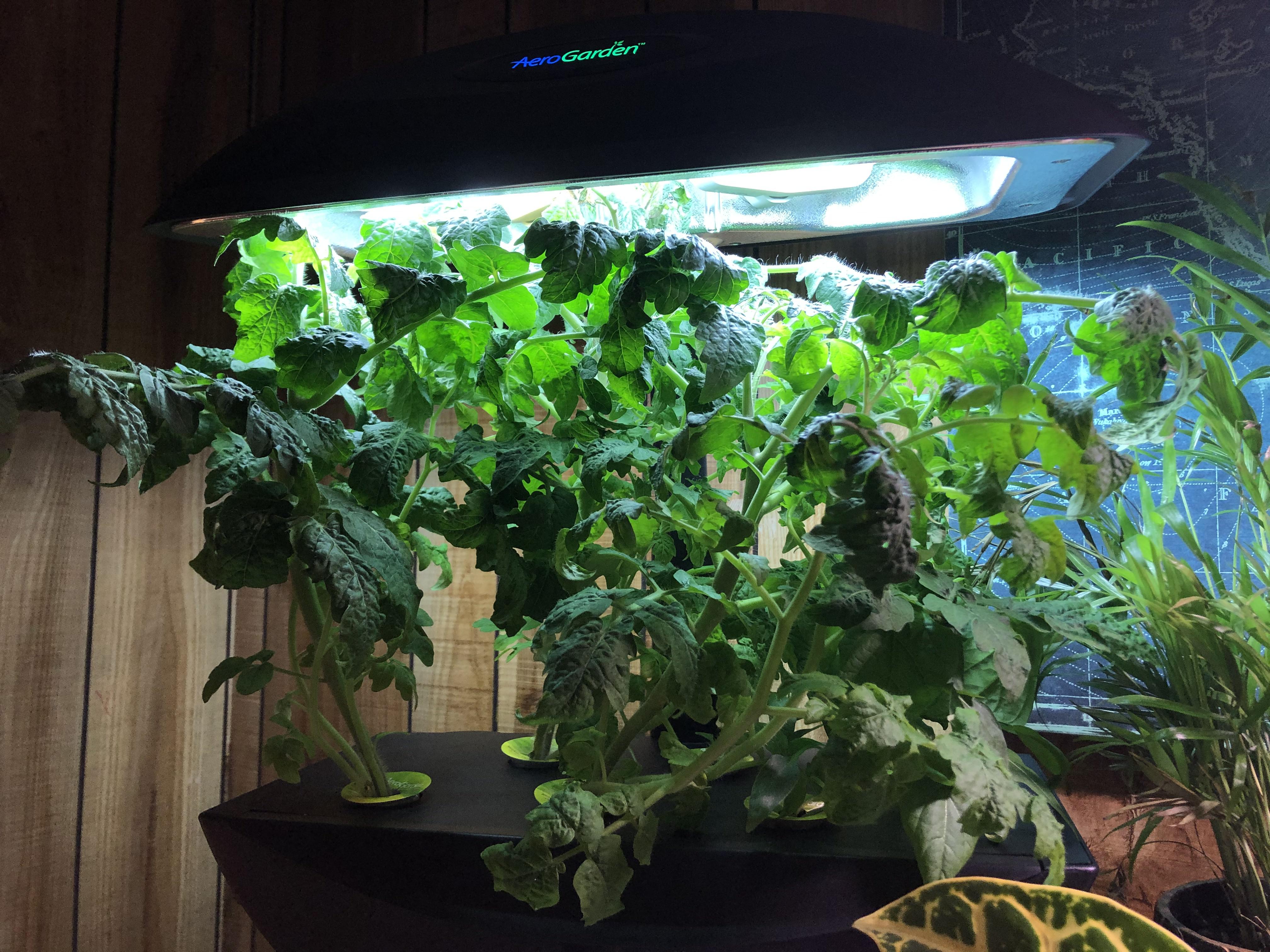 Tomatoes Growing Too Tall Do I just cut them at the top? r/aerogarden