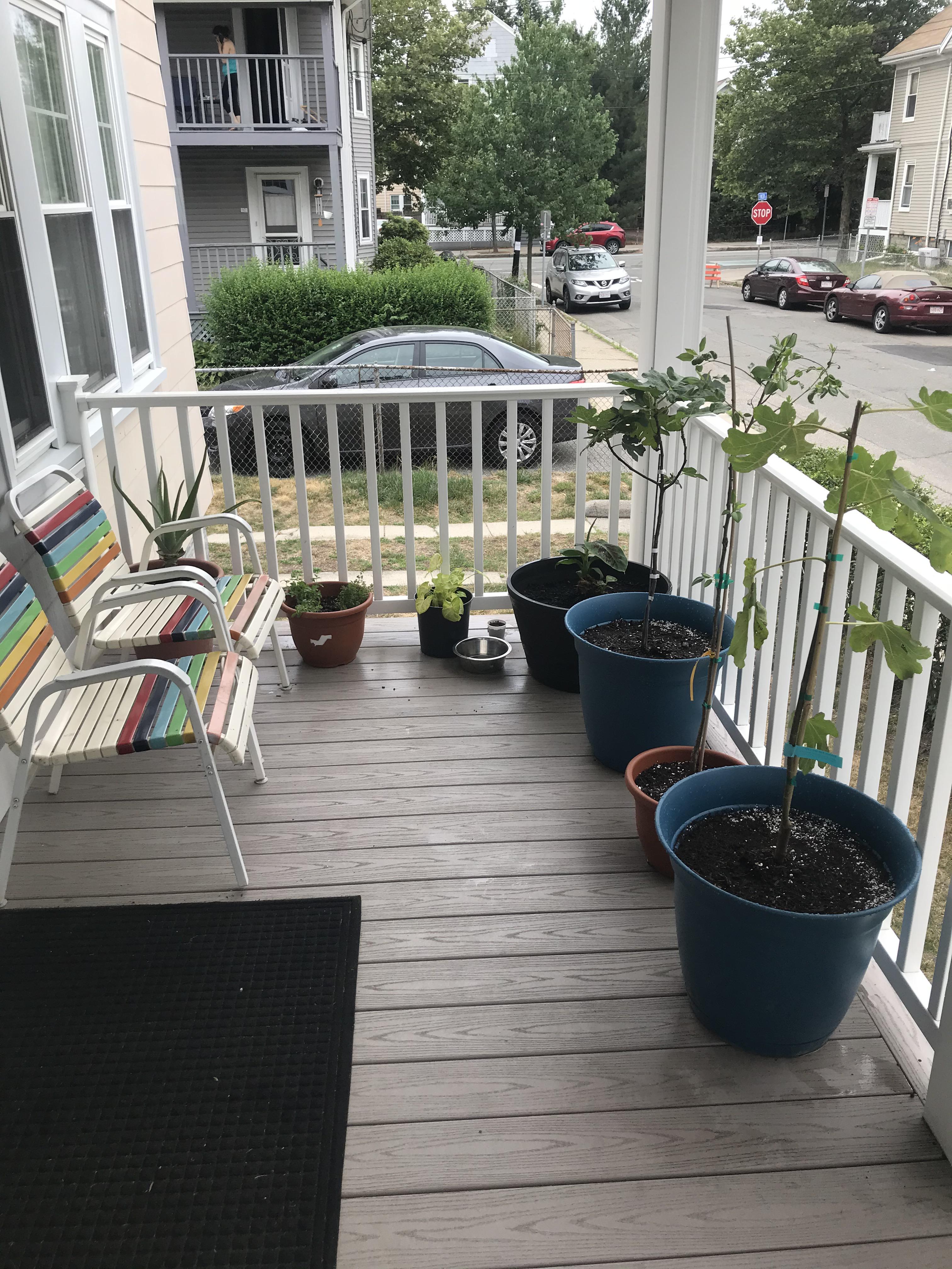 Any tips for growing figs in Zone 6b? expanded in comments r/Figs