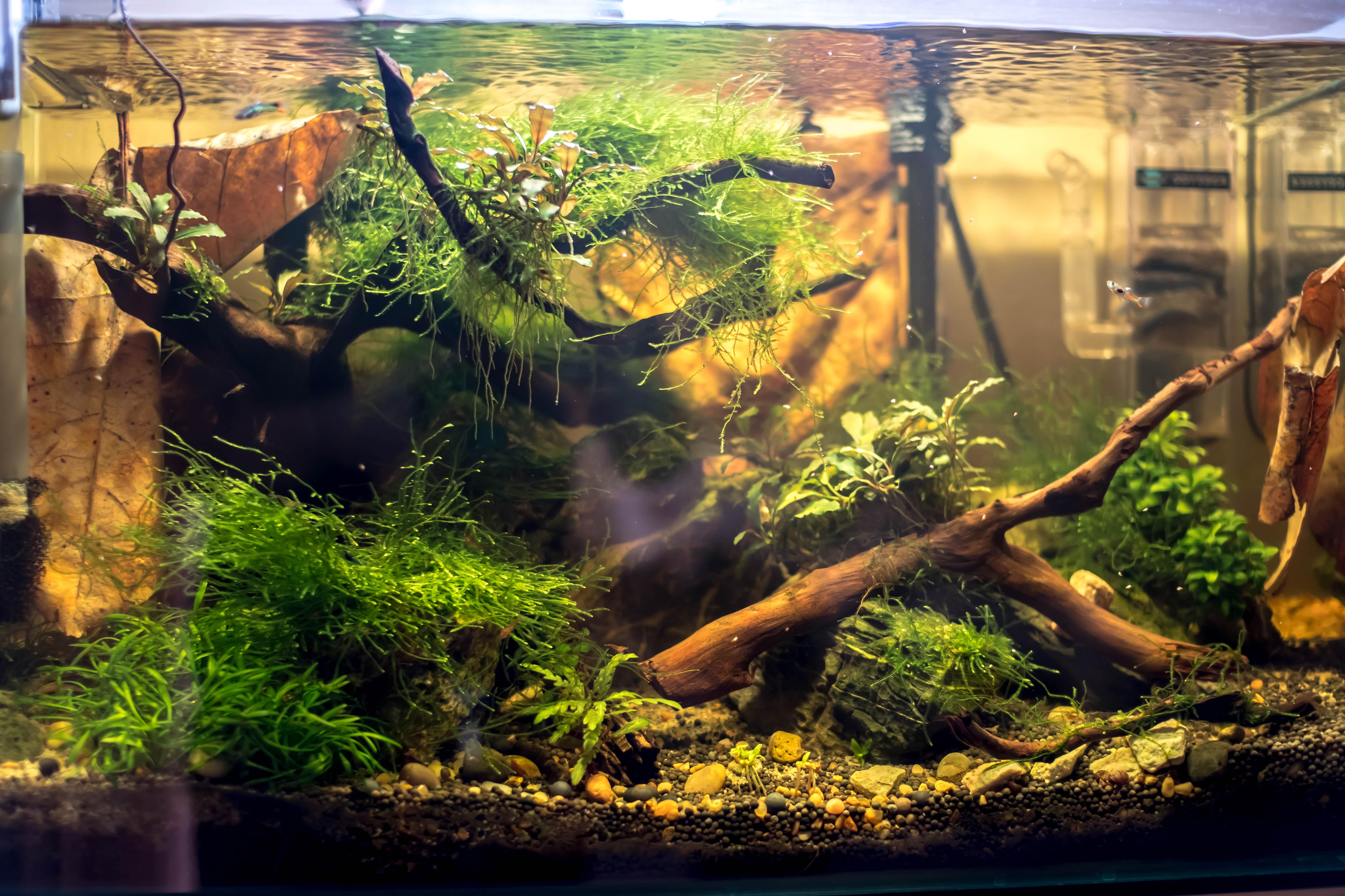 Decided to tannin out my tank, although needs some maintenance on the