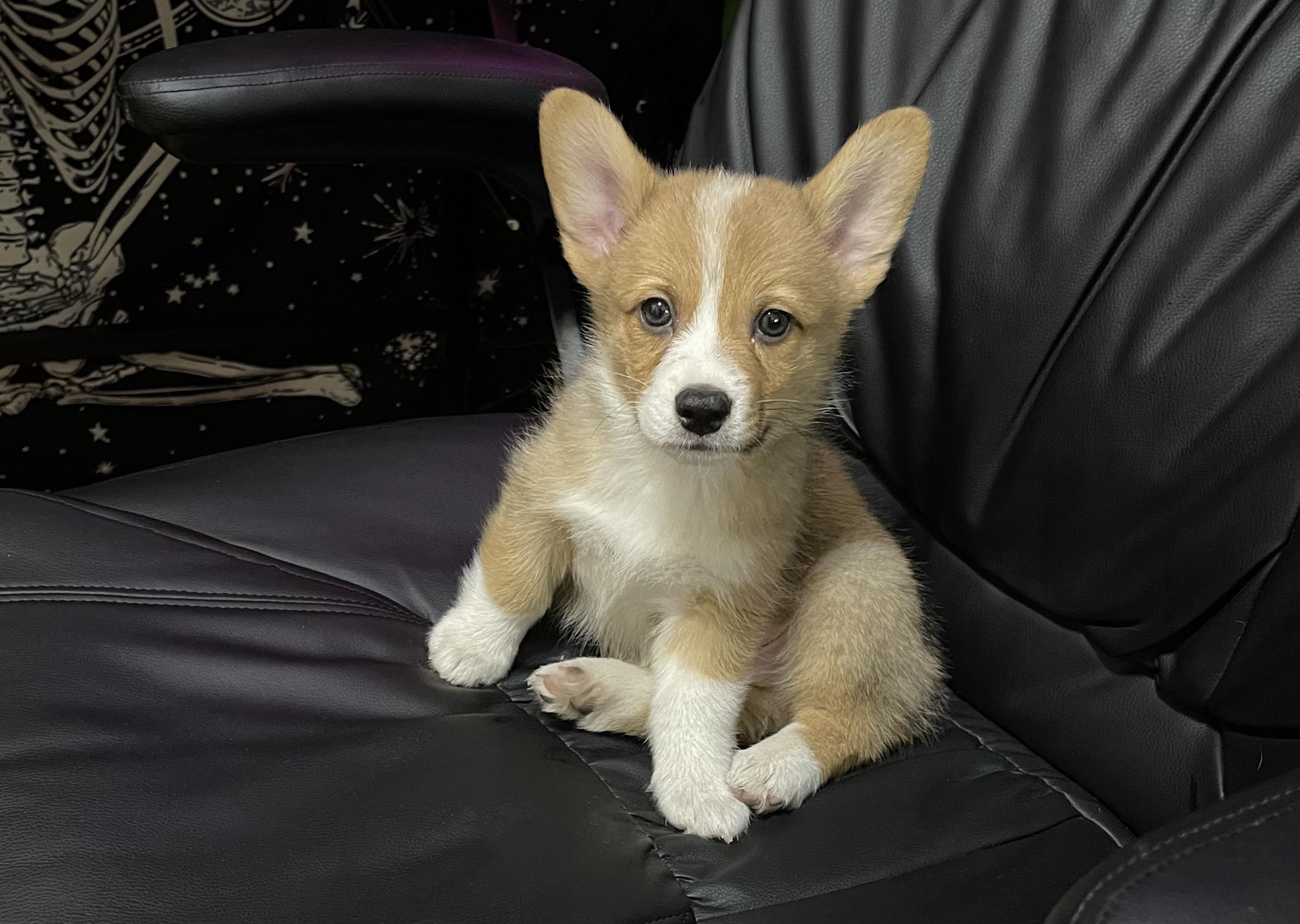 Our first Reddit please meet Lieutenant Dan!