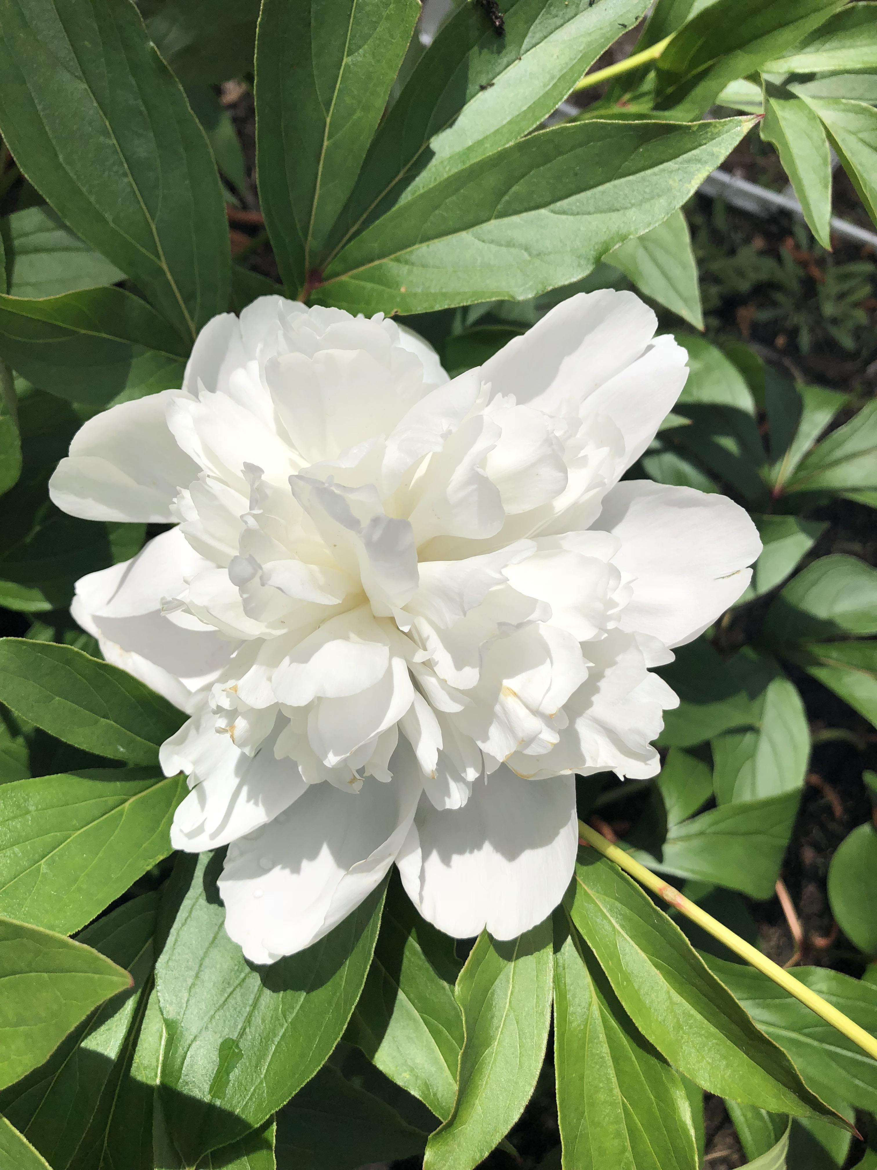 One of my pure white peonies! r/gardening