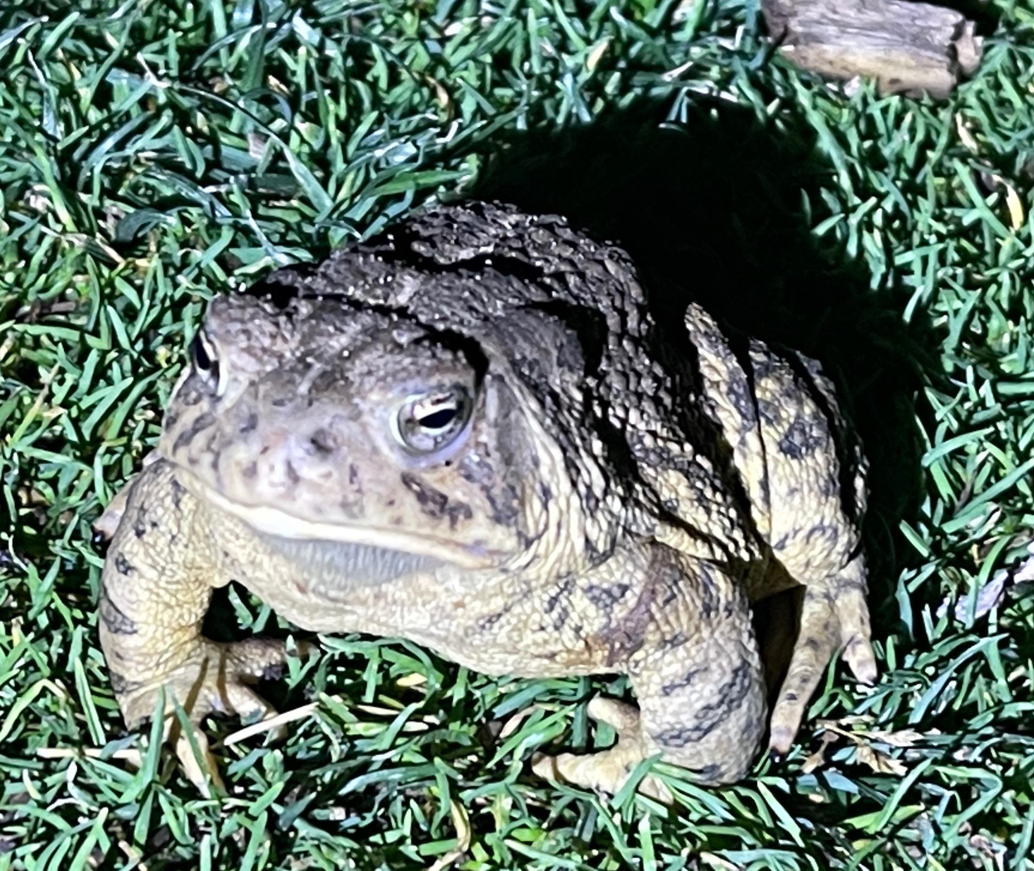 Have you seen the great Albuquerque Toad Migration? After dark on wet