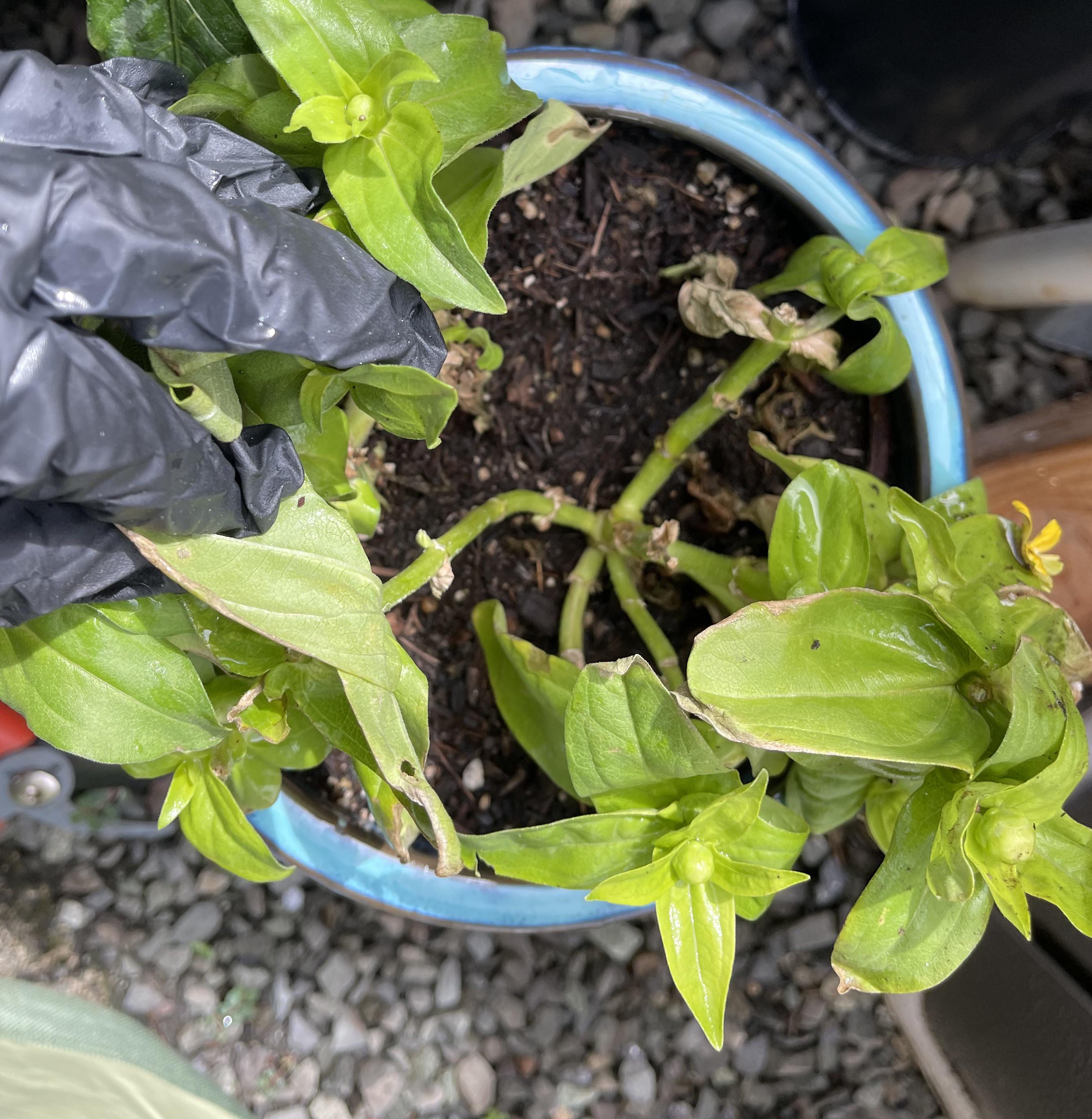 What is wrong with my zinnia plant? r/gardening