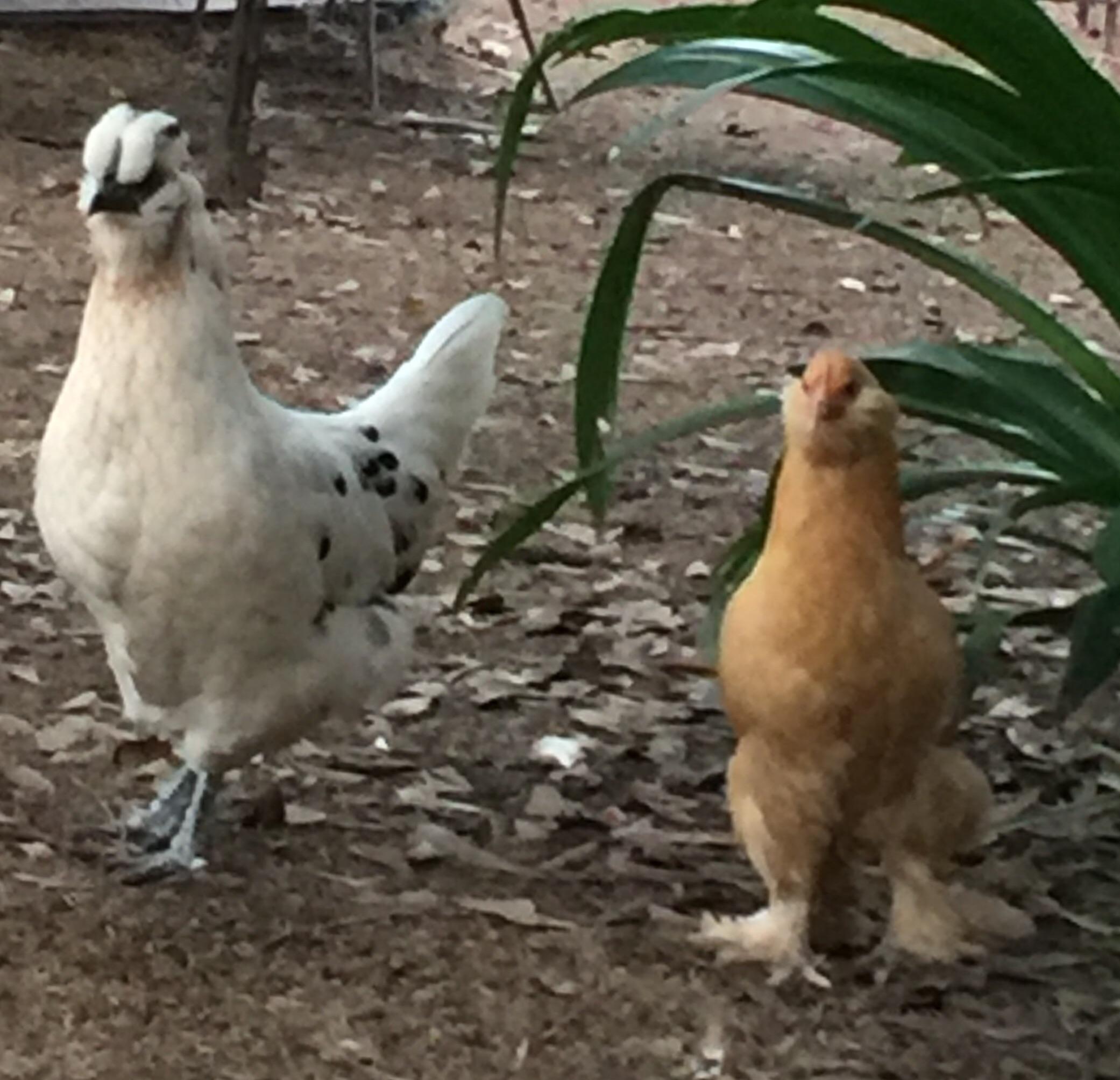Silkie/ Brahma and Cochin hens r/BackYardChickens