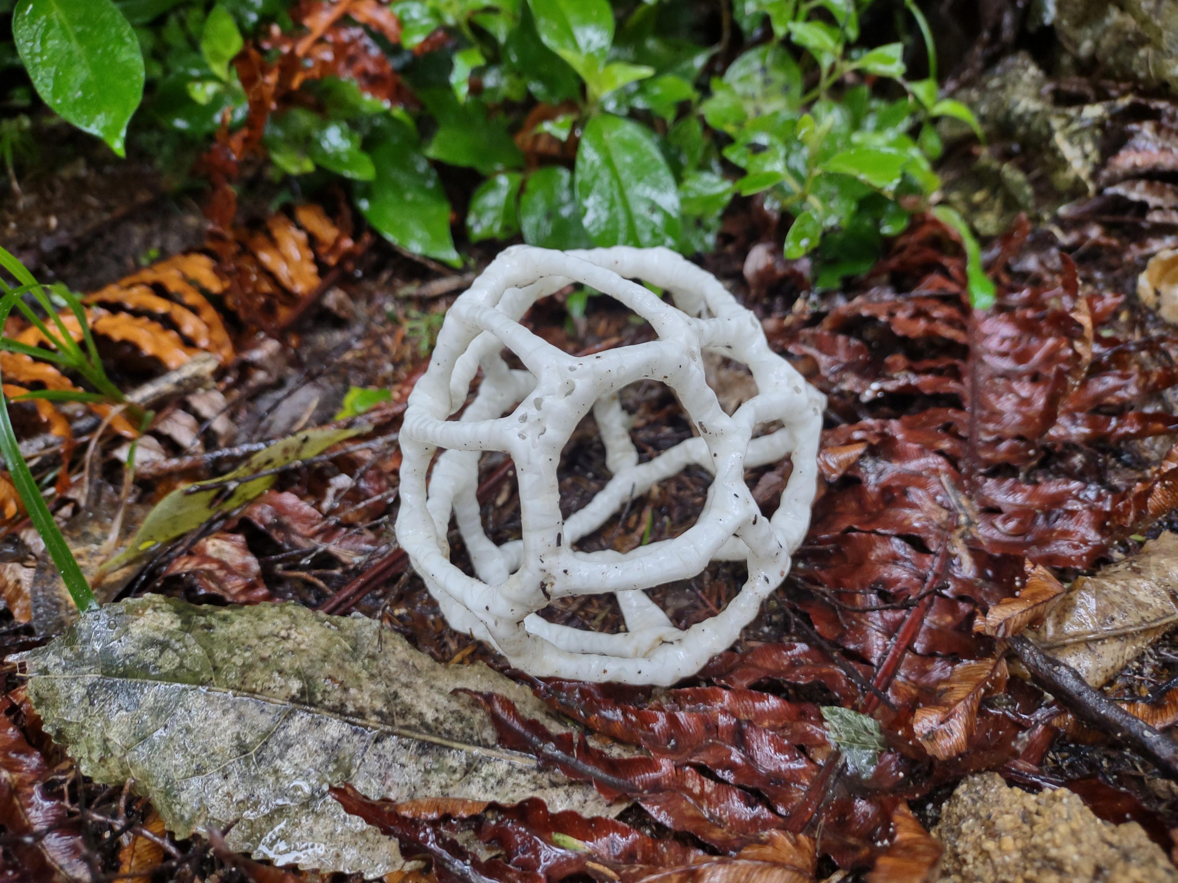 Basket fungus (Ileodictyon cibarium) in Abel Tasman, New Zealand r